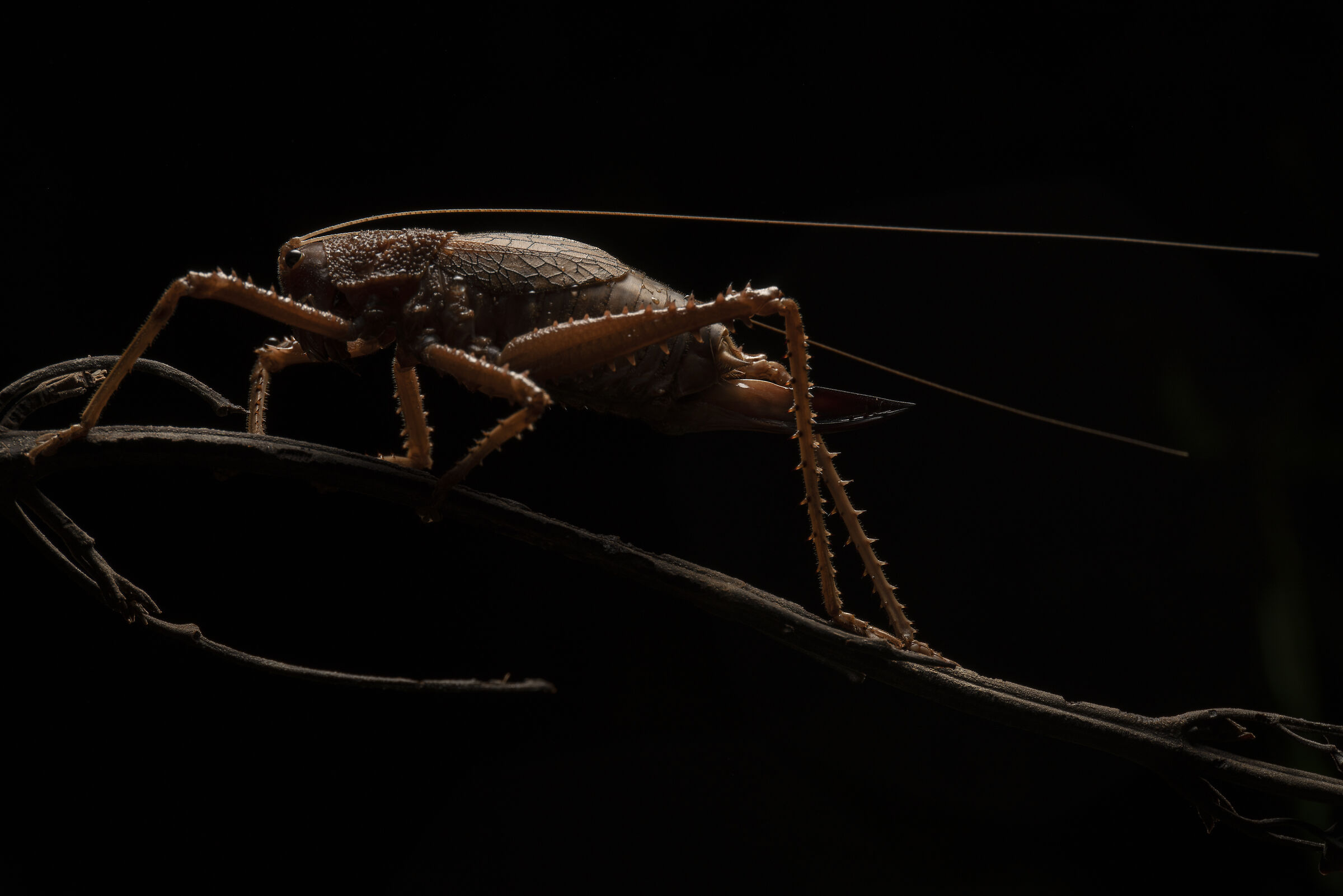 Katydid backlit