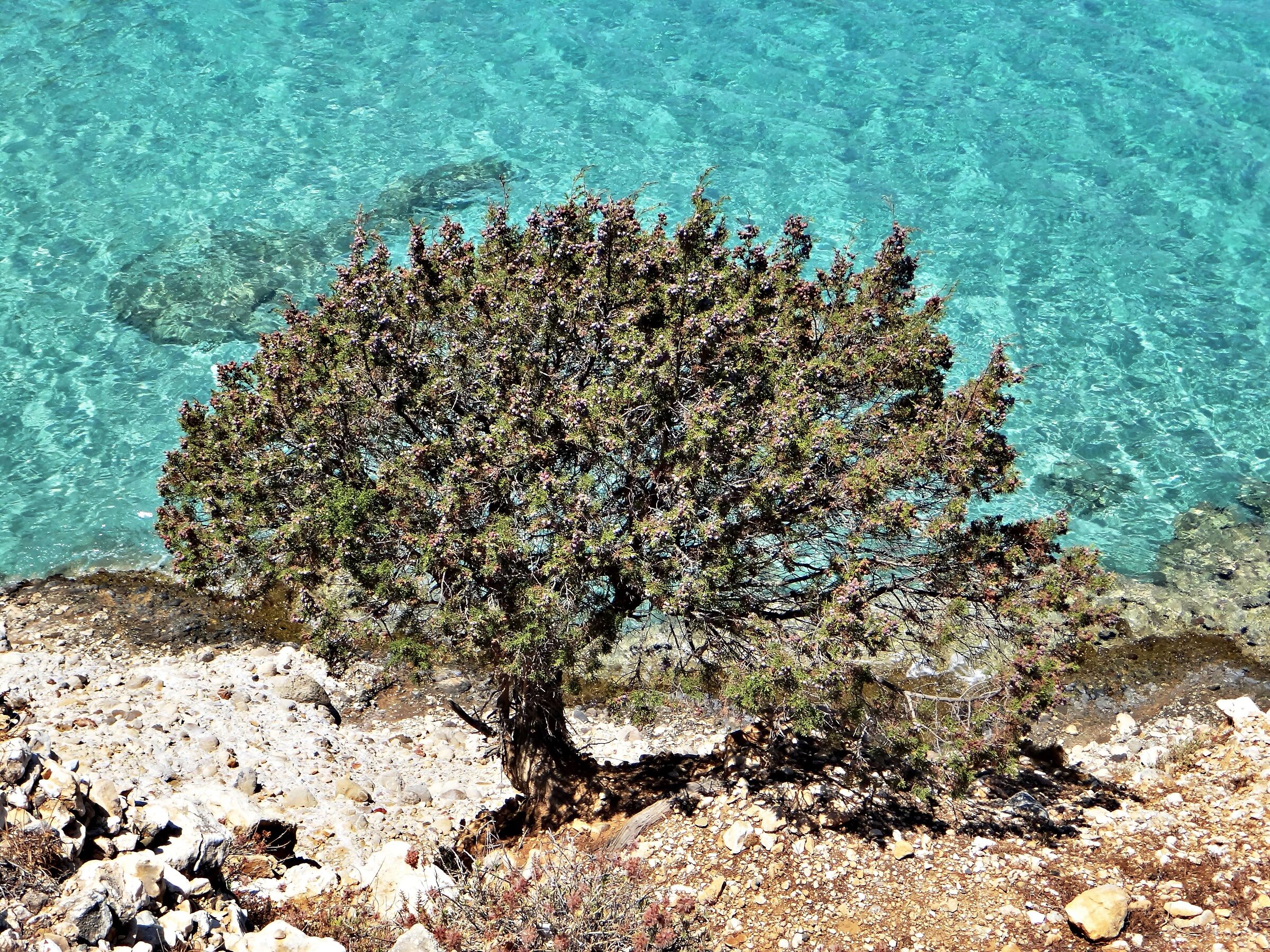 Wild olive tree on the Aegean Sea
