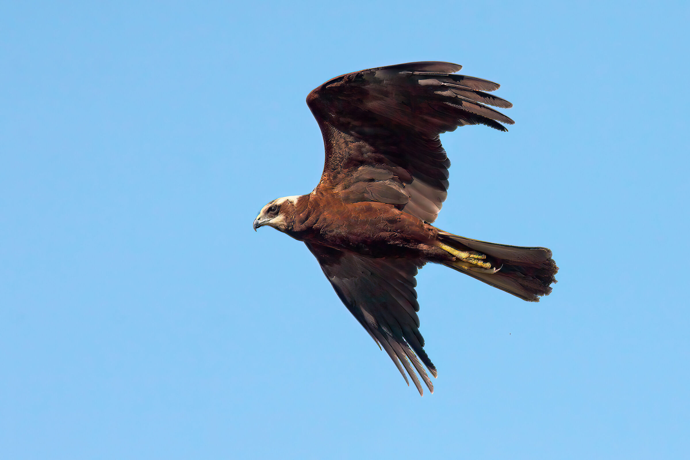 Marsh Falcon