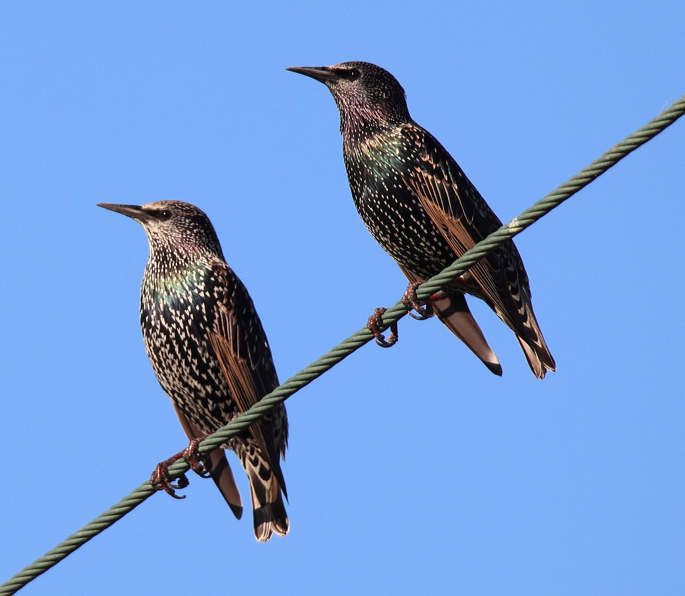 Starlings
