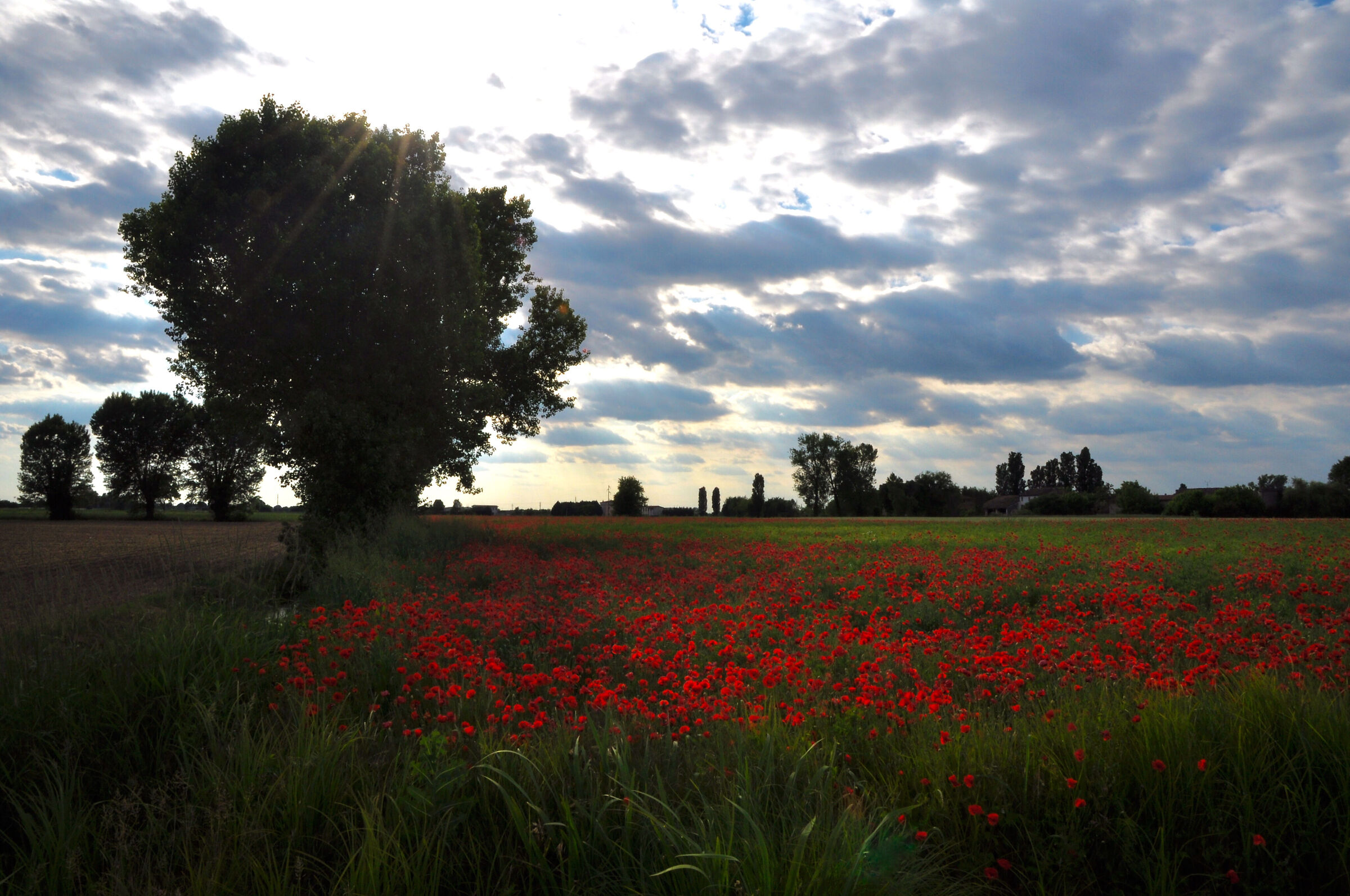 LOMBARD COUNTRYSIDE AT SUNSET 2