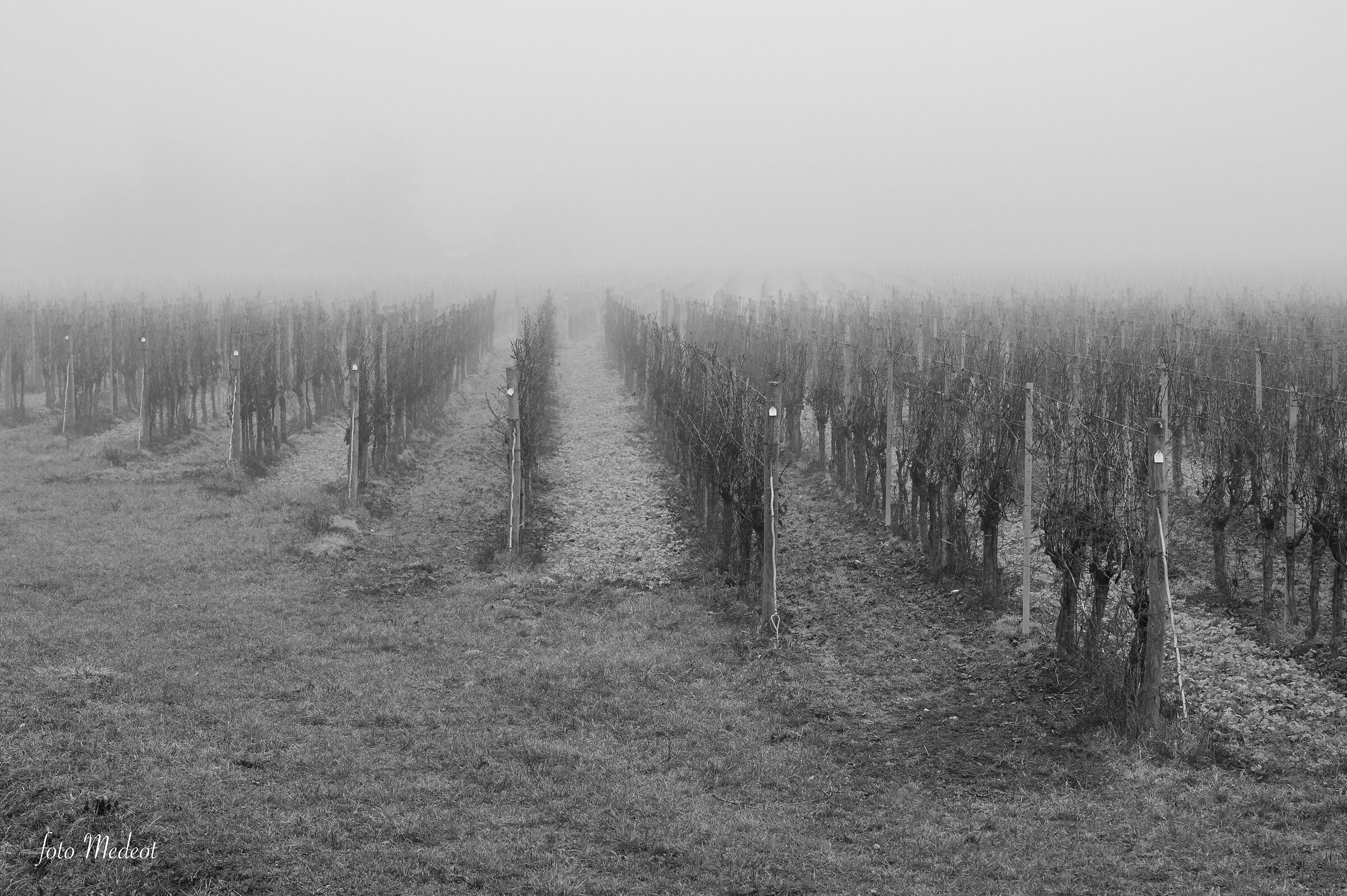 Vigna nella nebbia
