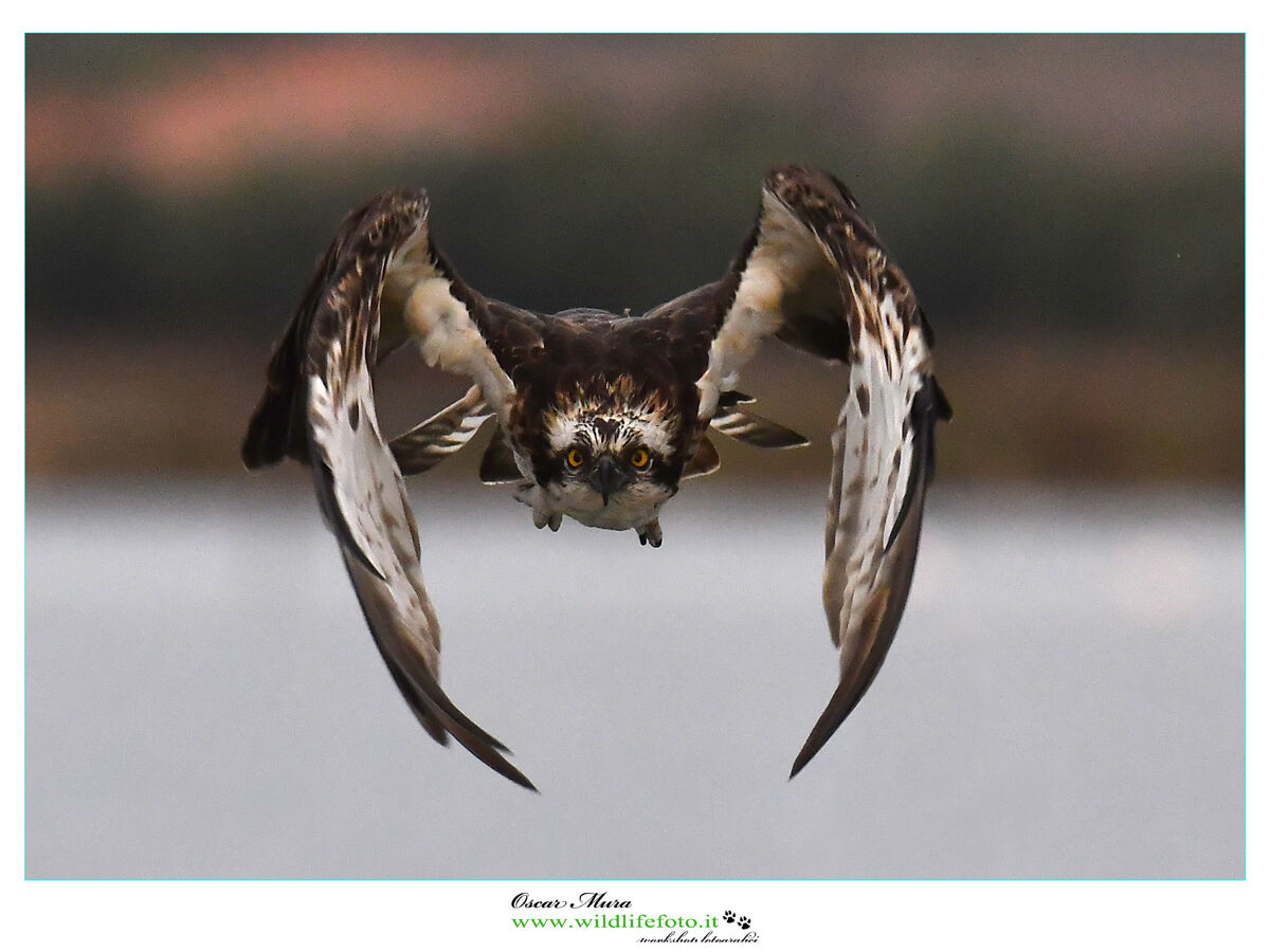 Falco pescatore Osprey www.wildlifefoto.it