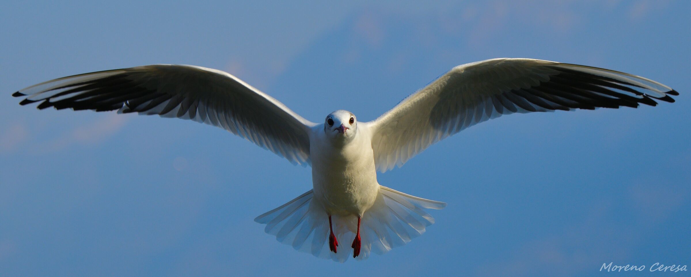 Gull