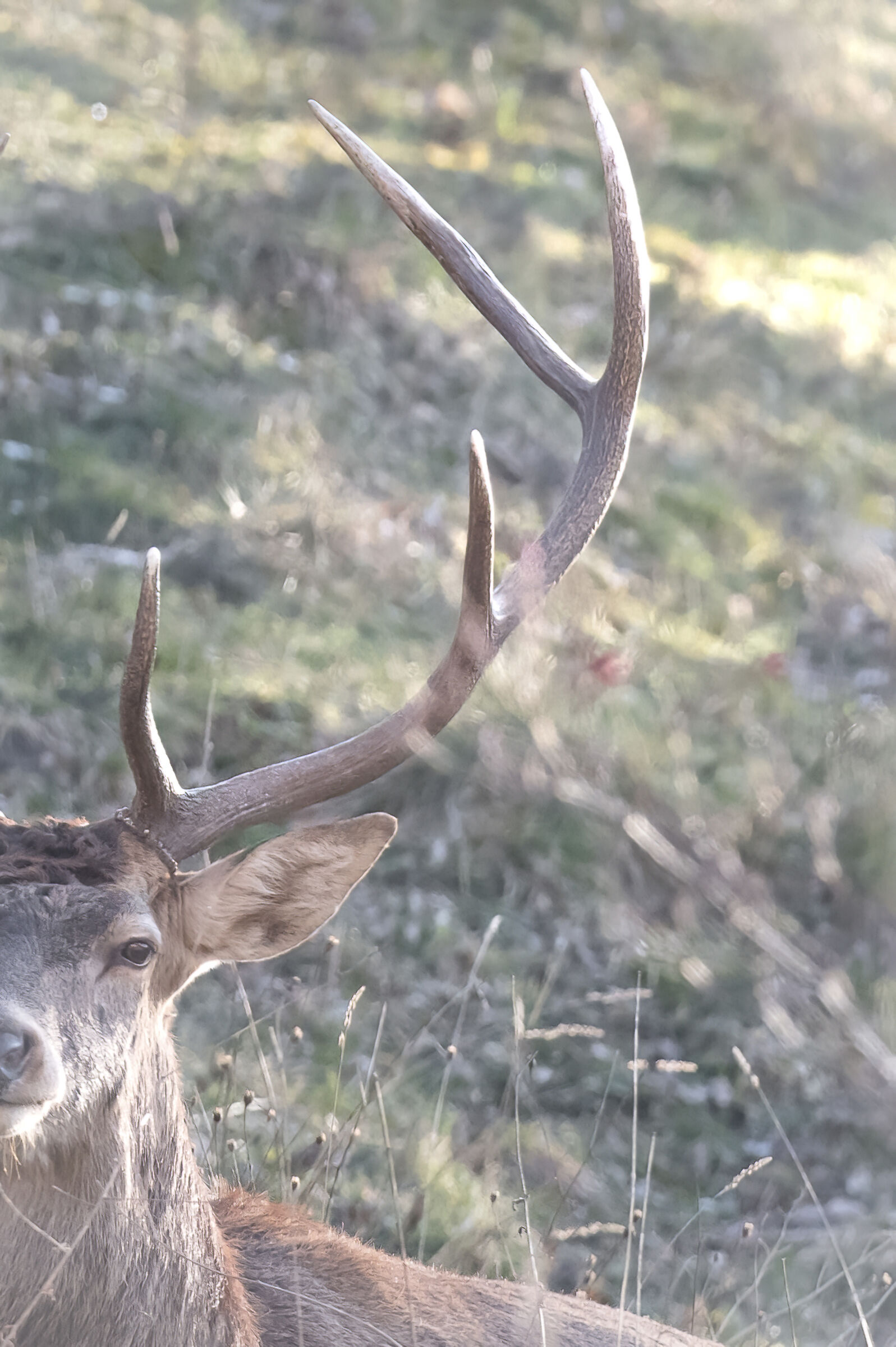 Deer