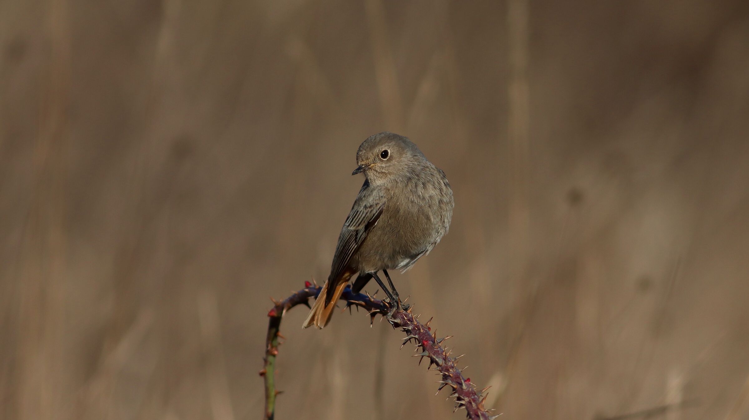 Lady Redstart