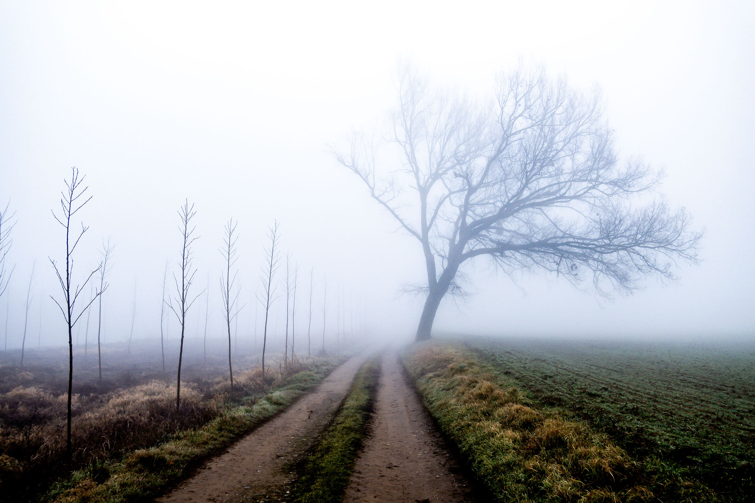 Albero nella nebbia