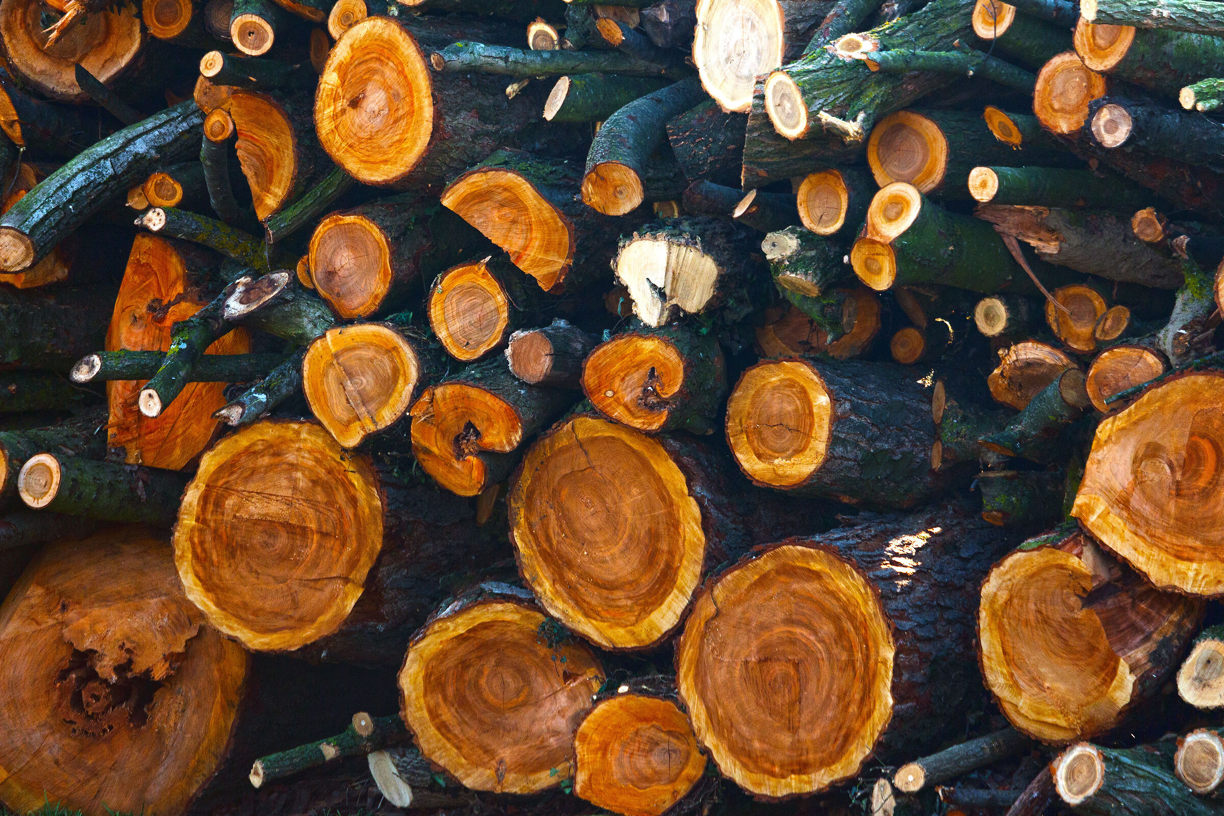 Wood