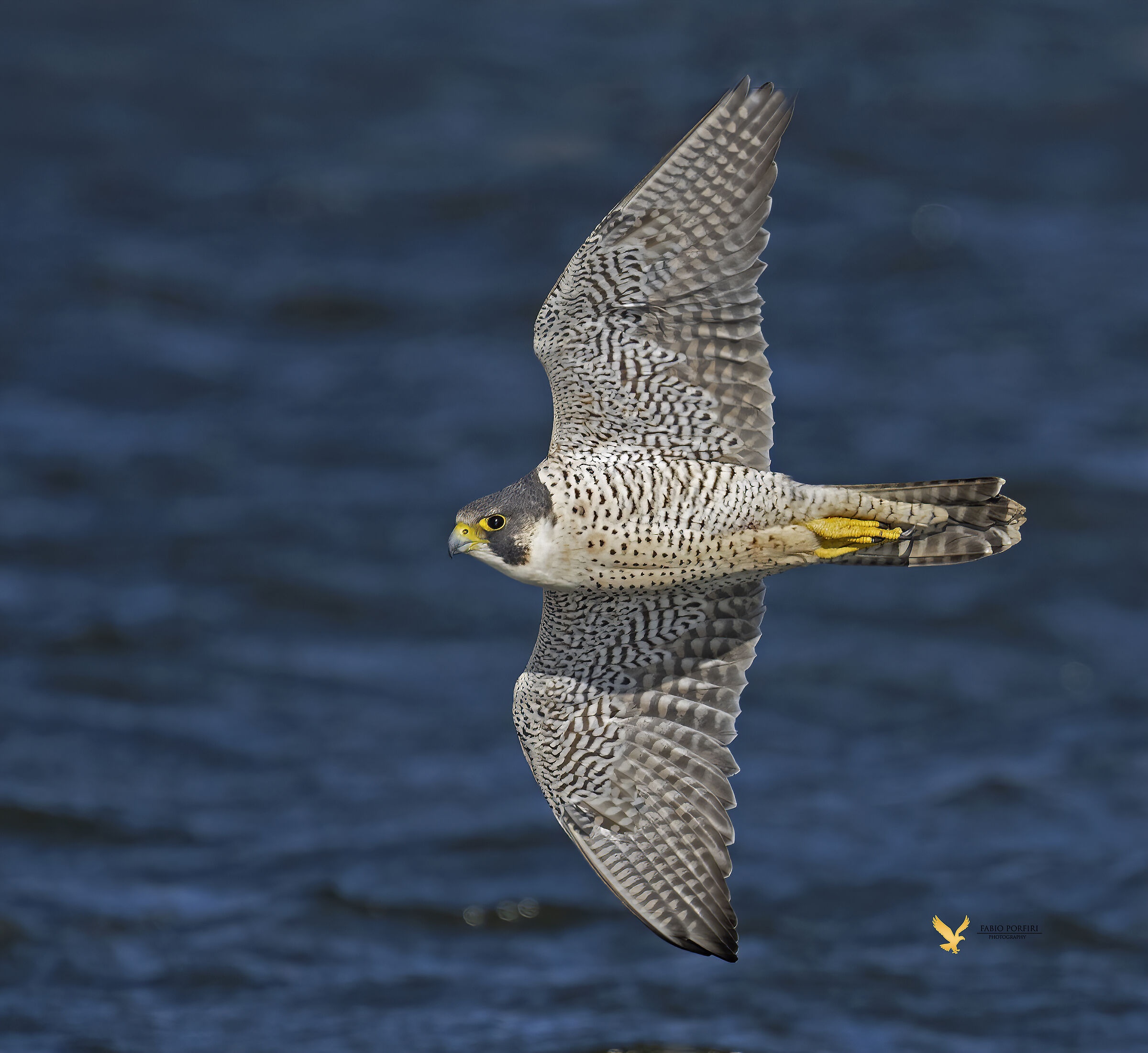 . suffered after then the peregrine falcon disappeared ..