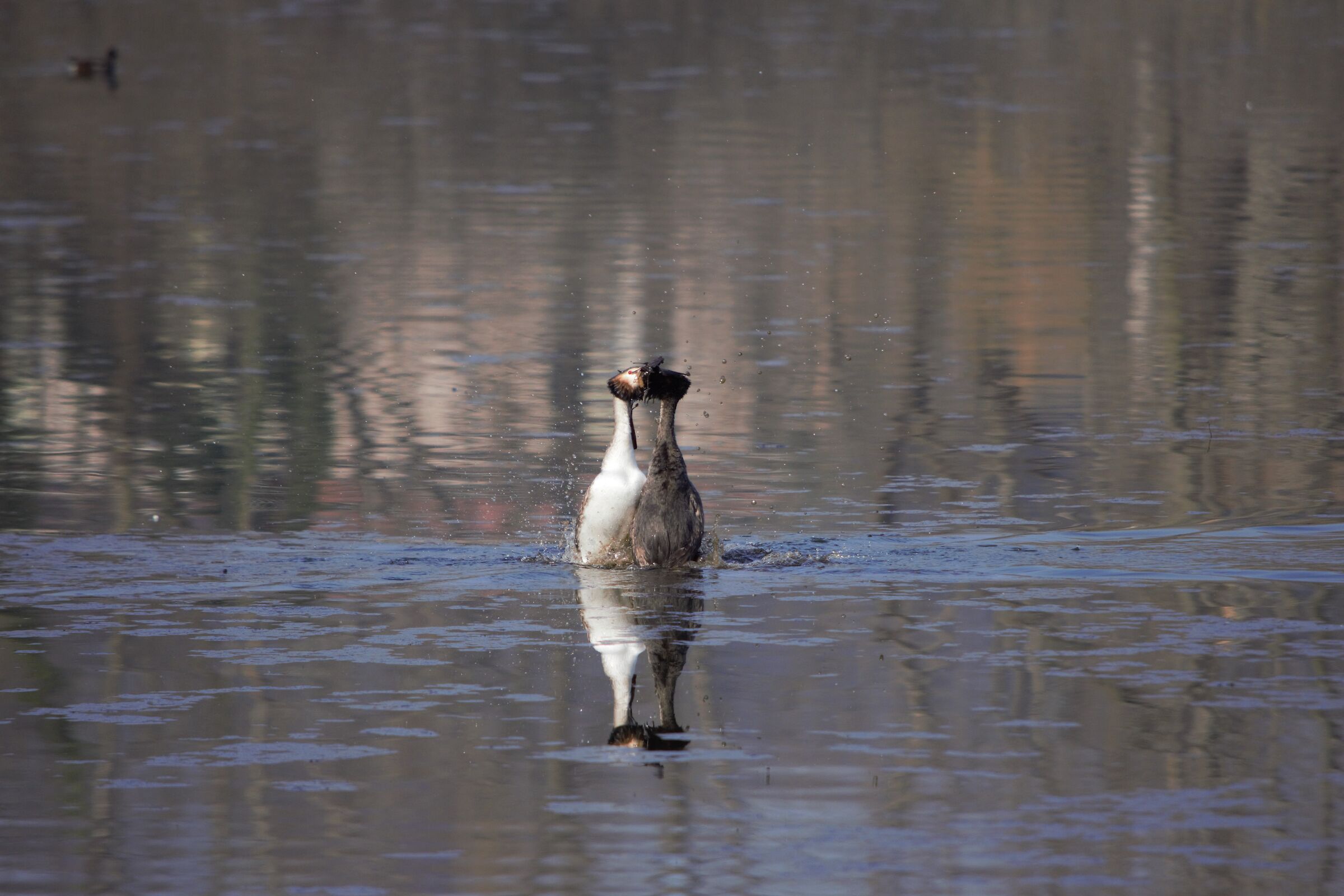 Great crested grebe