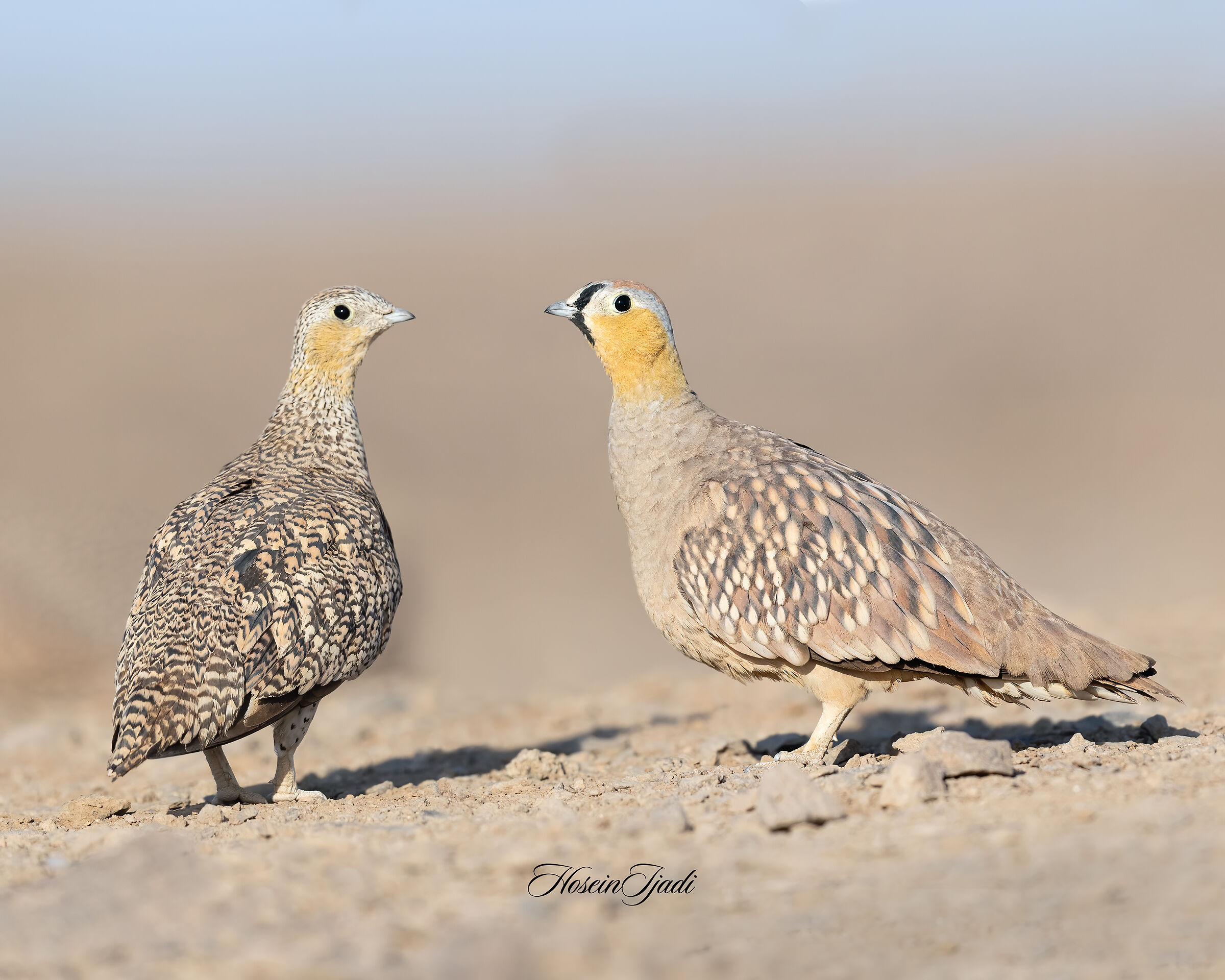Crowned sandgrouse