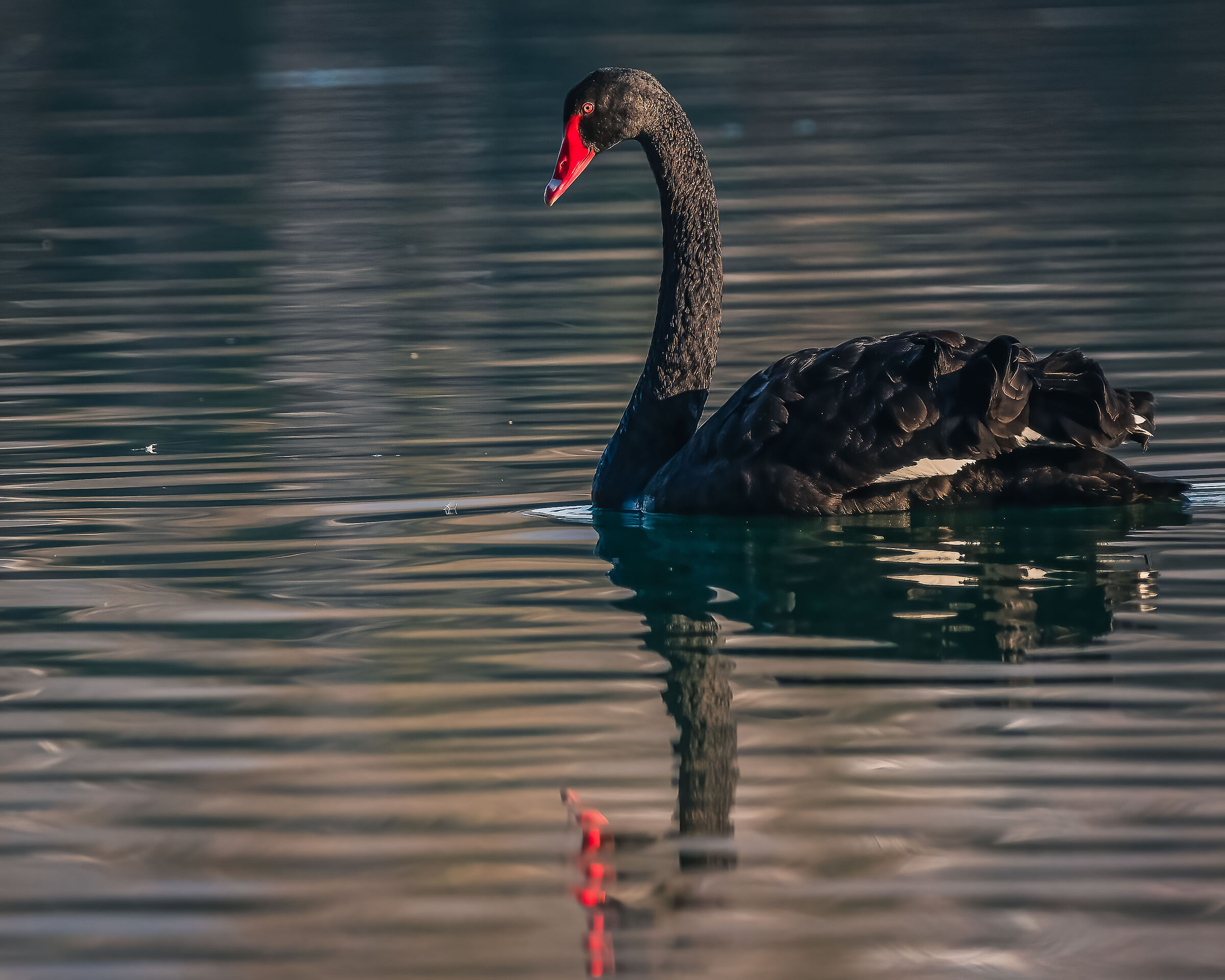 Black Swan