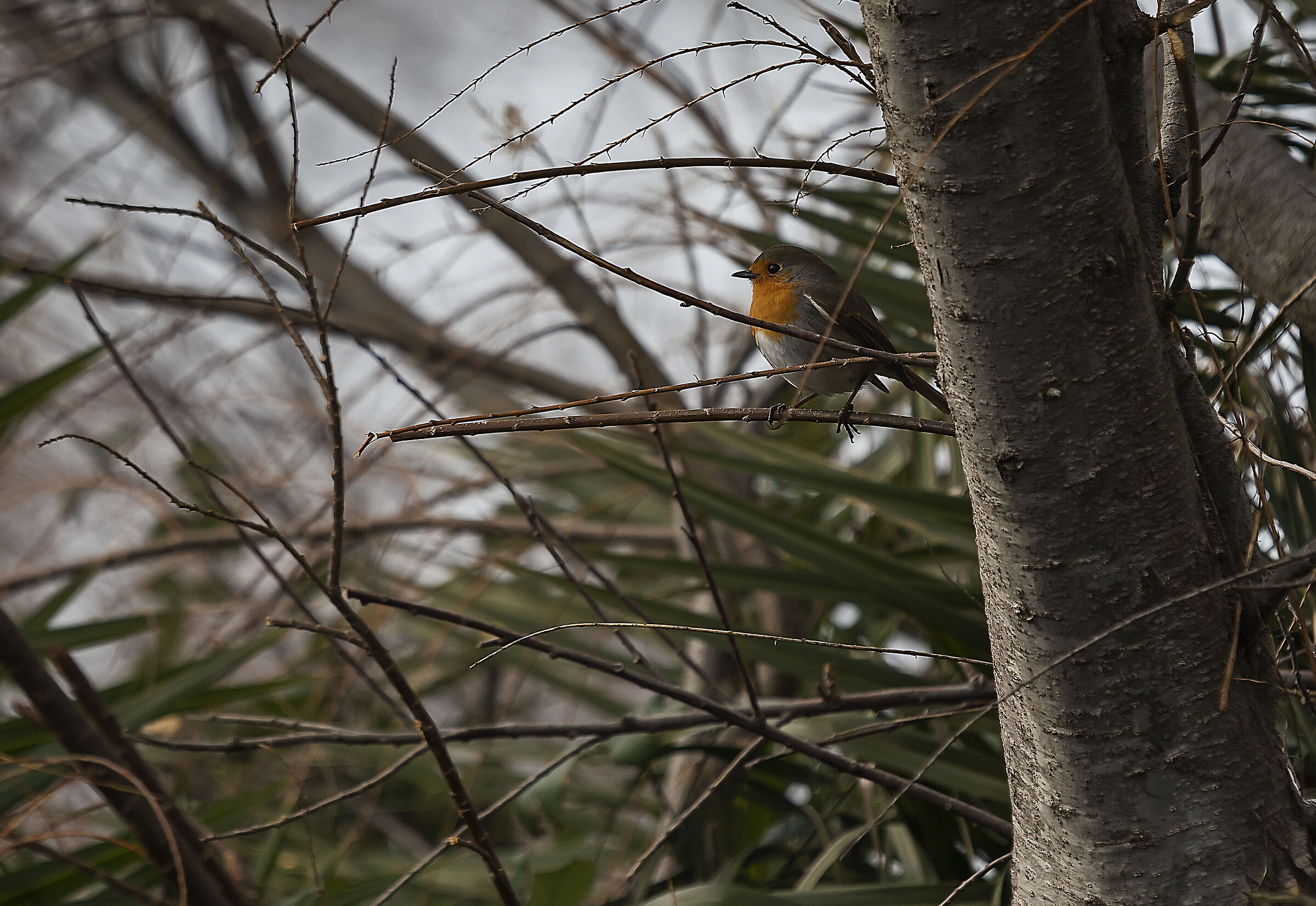 Carattere da vendere...