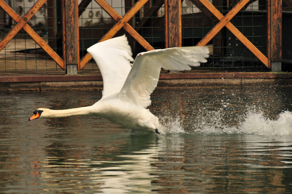 cigno in volo