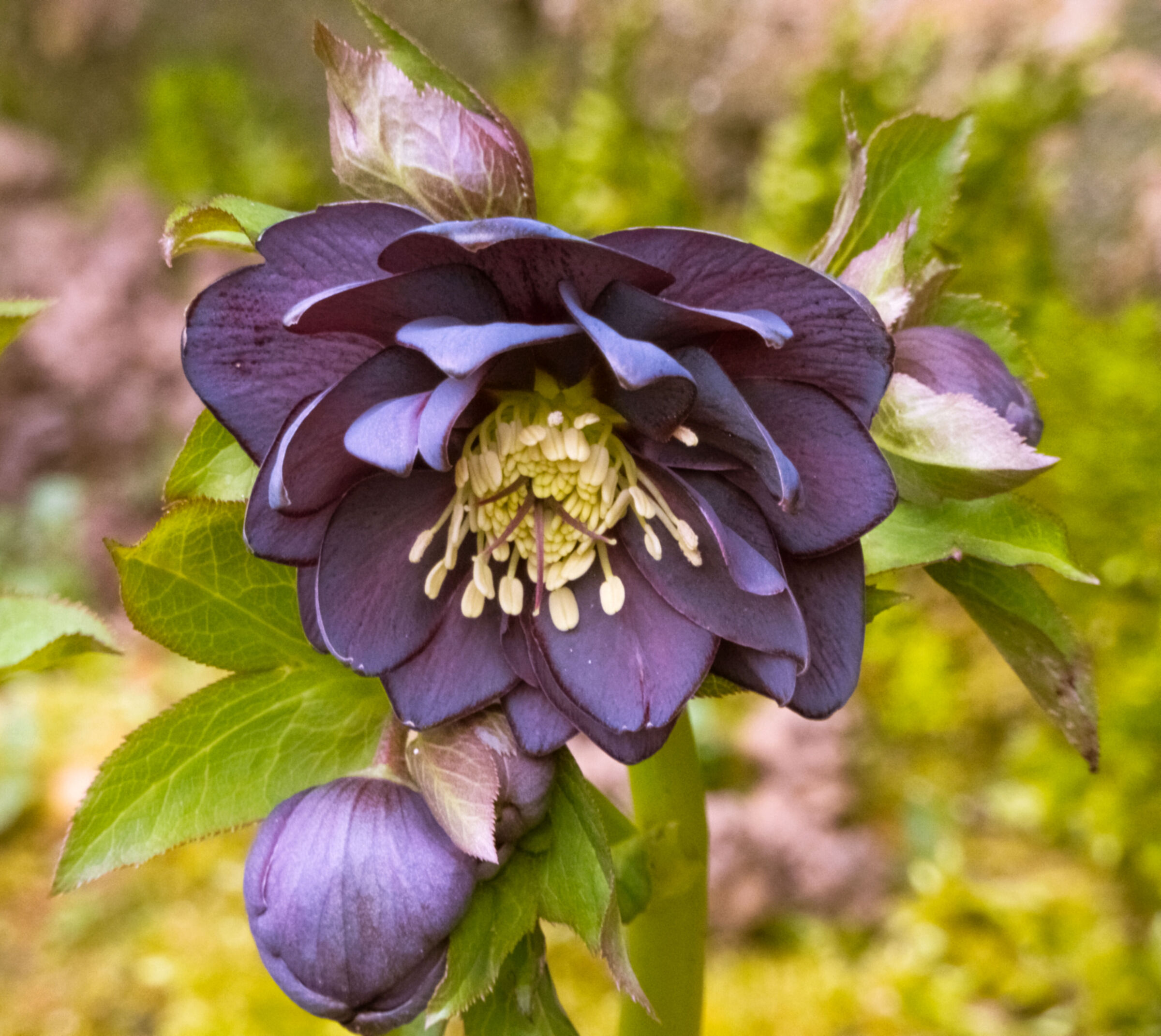 Helleborus 2022 double blue