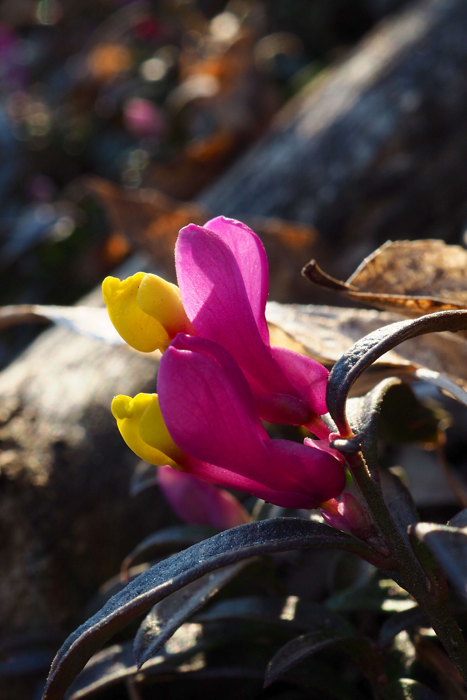 Polygala chamaebuxus