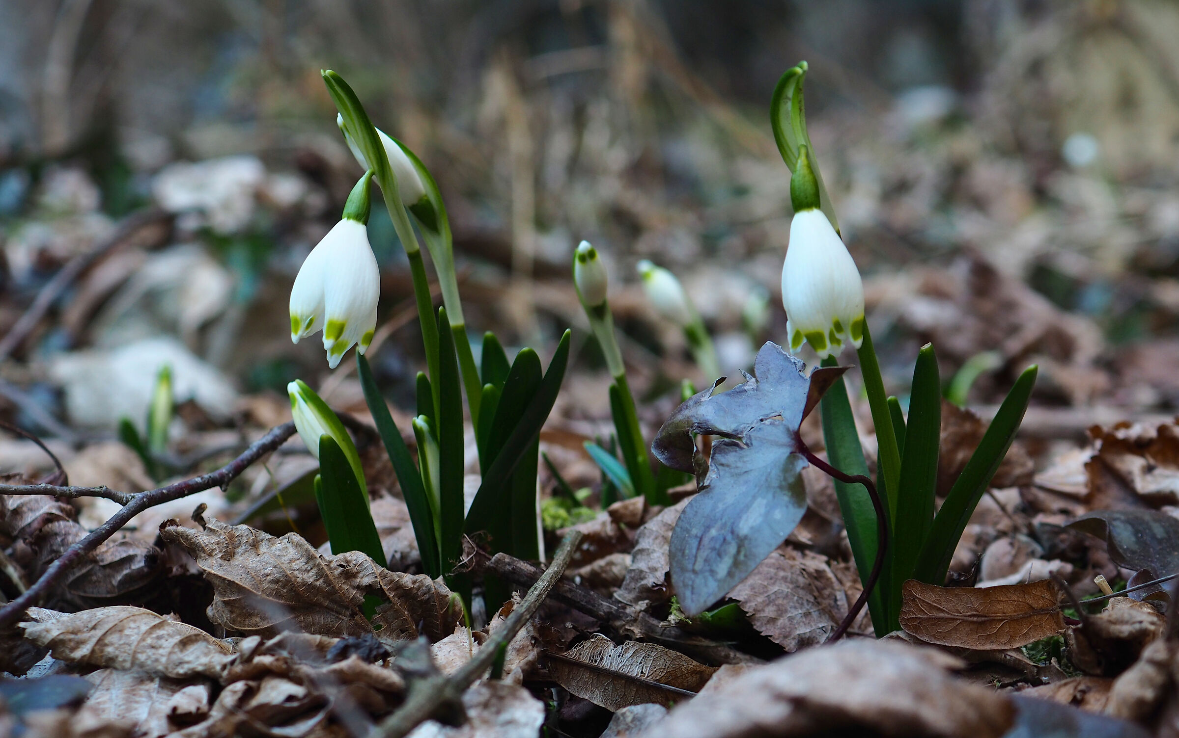 Leucojum vernum