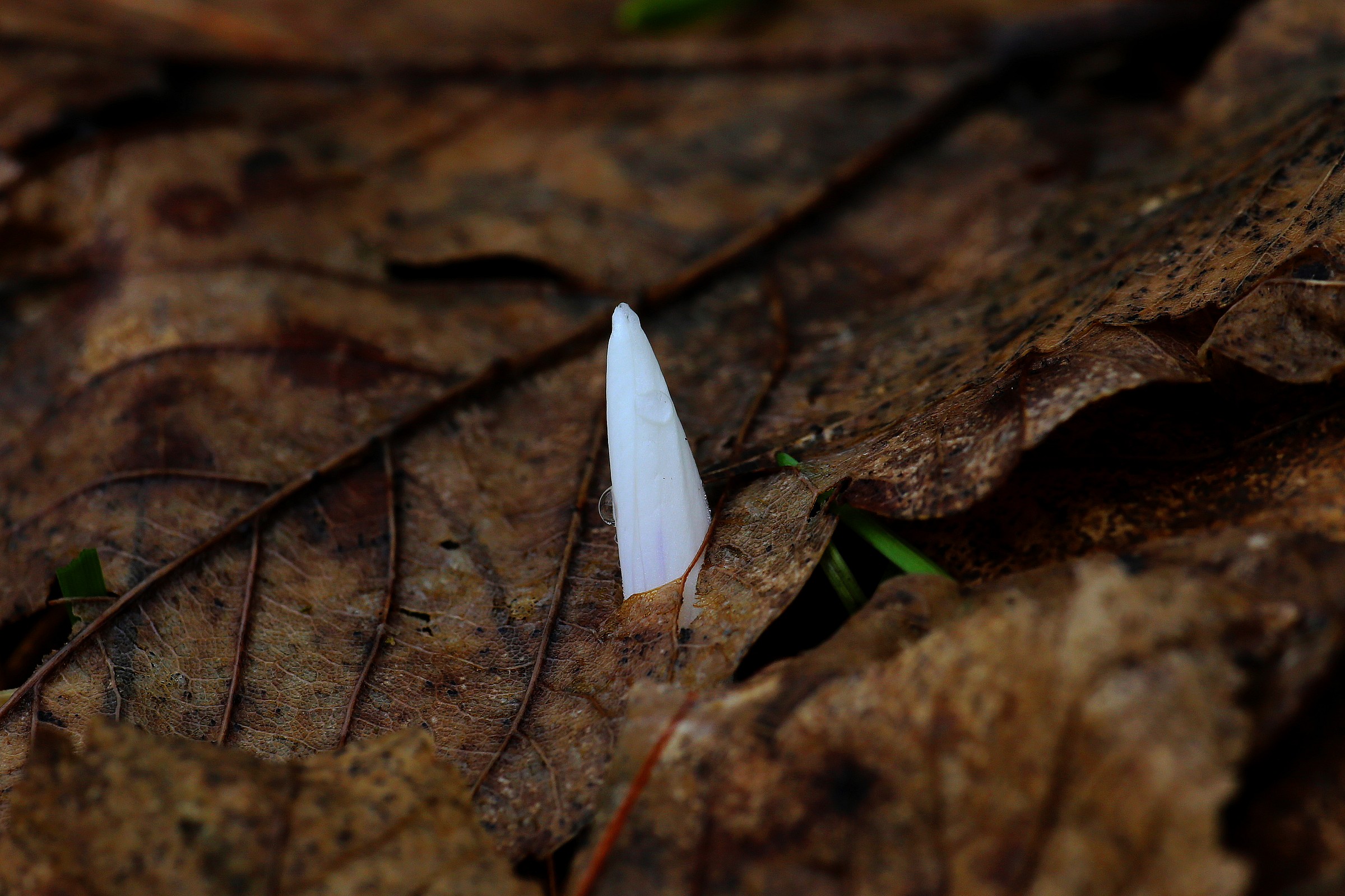 the force of the spring