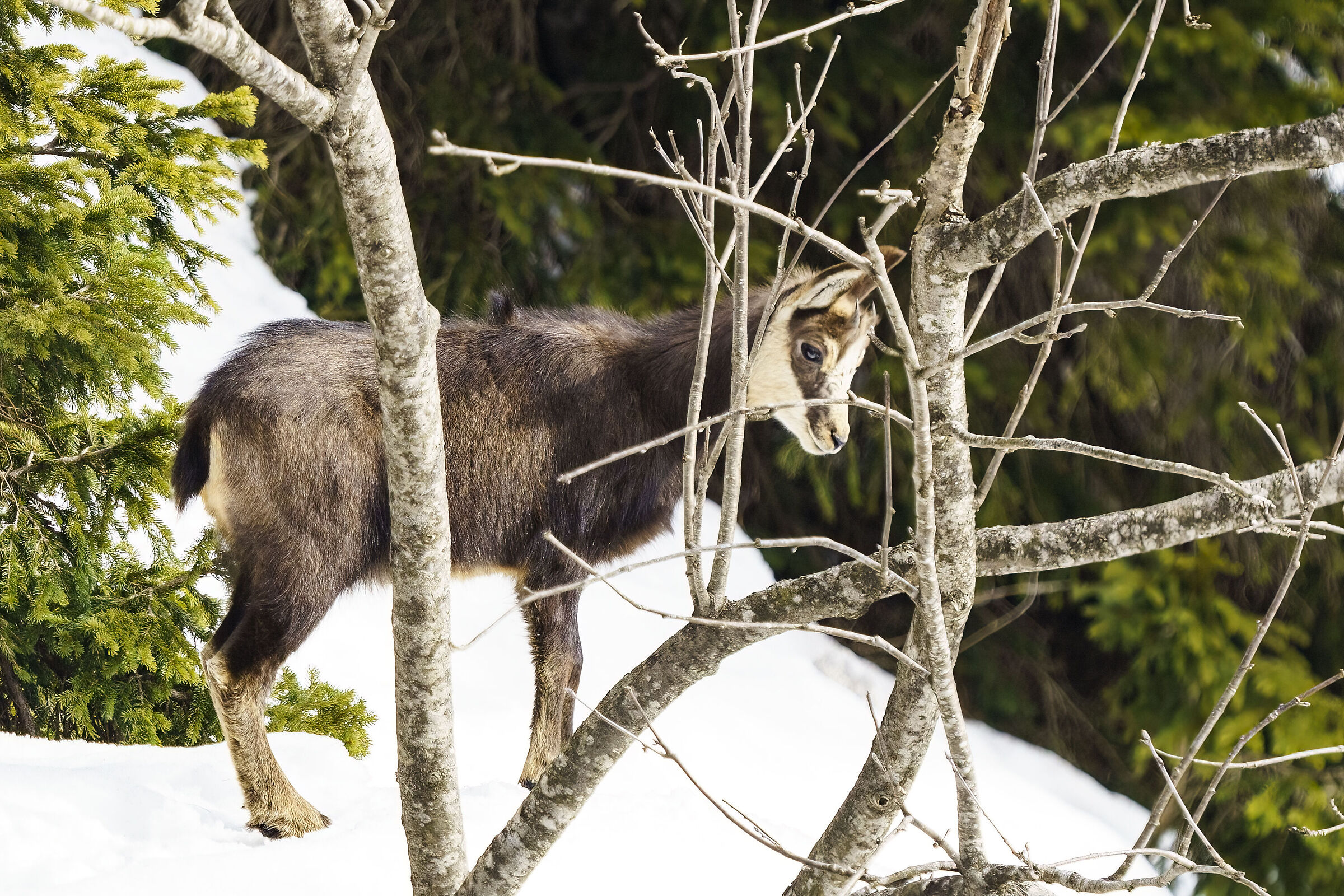 Young chamois