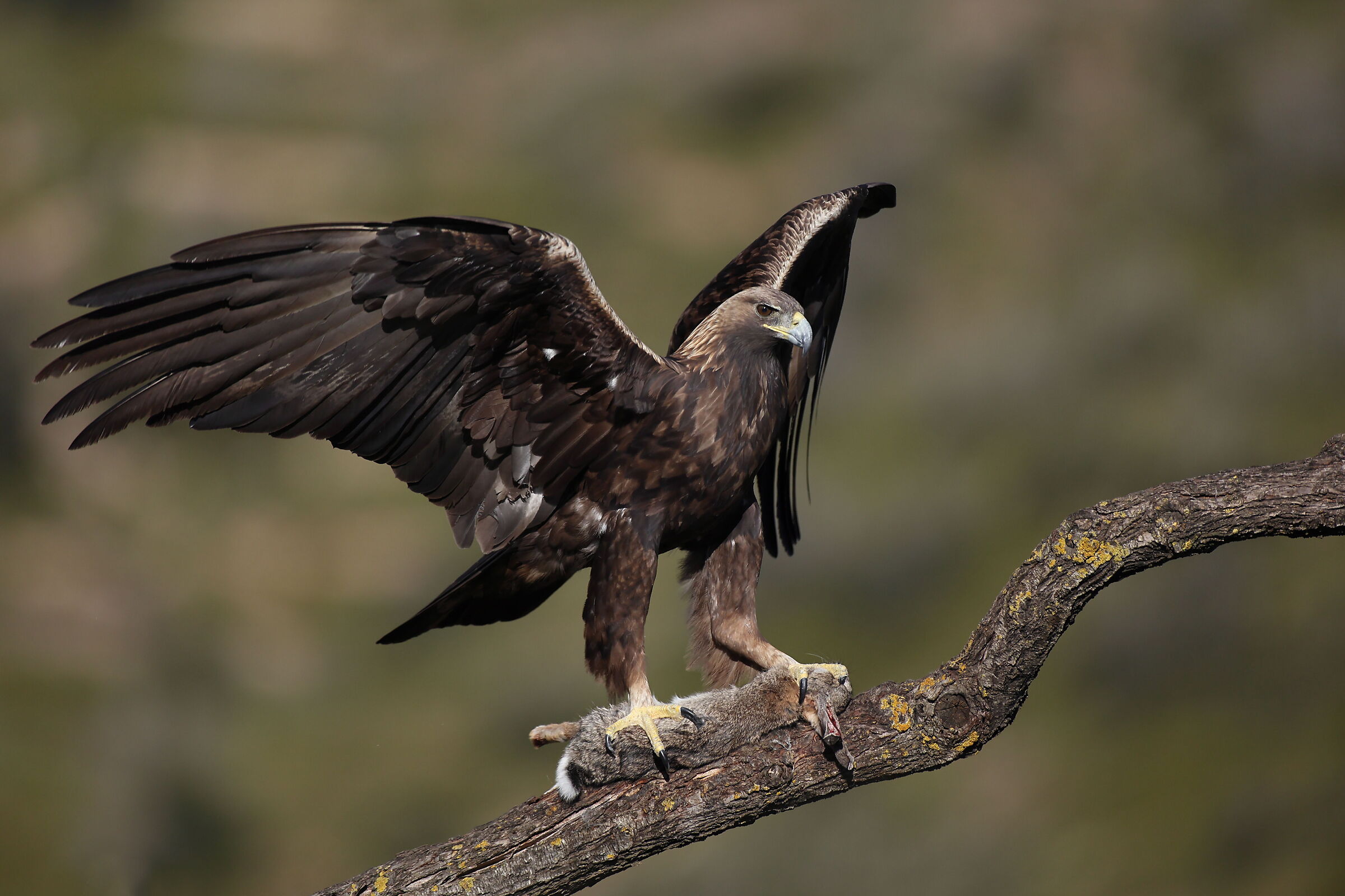 Golden eagle