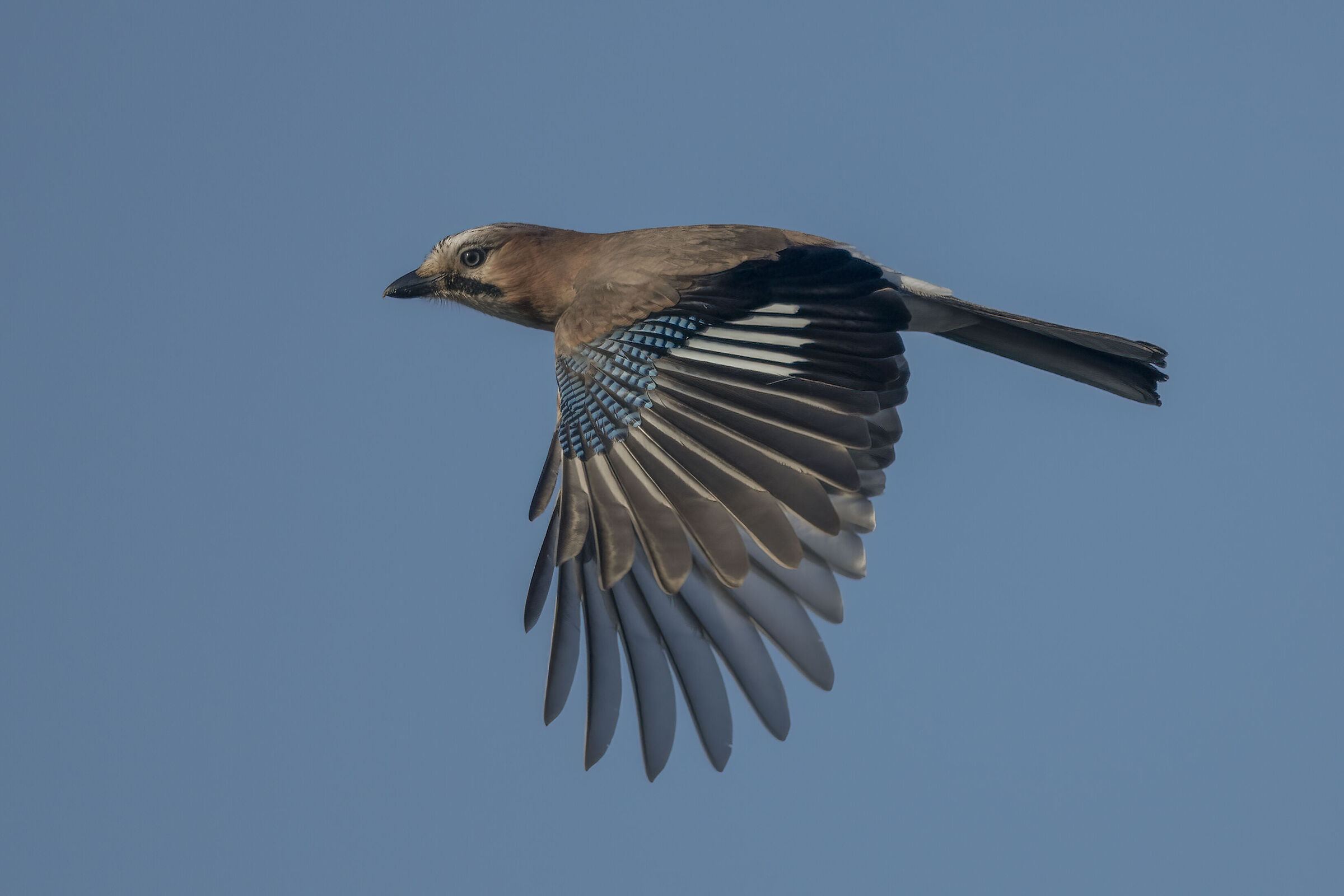 jay