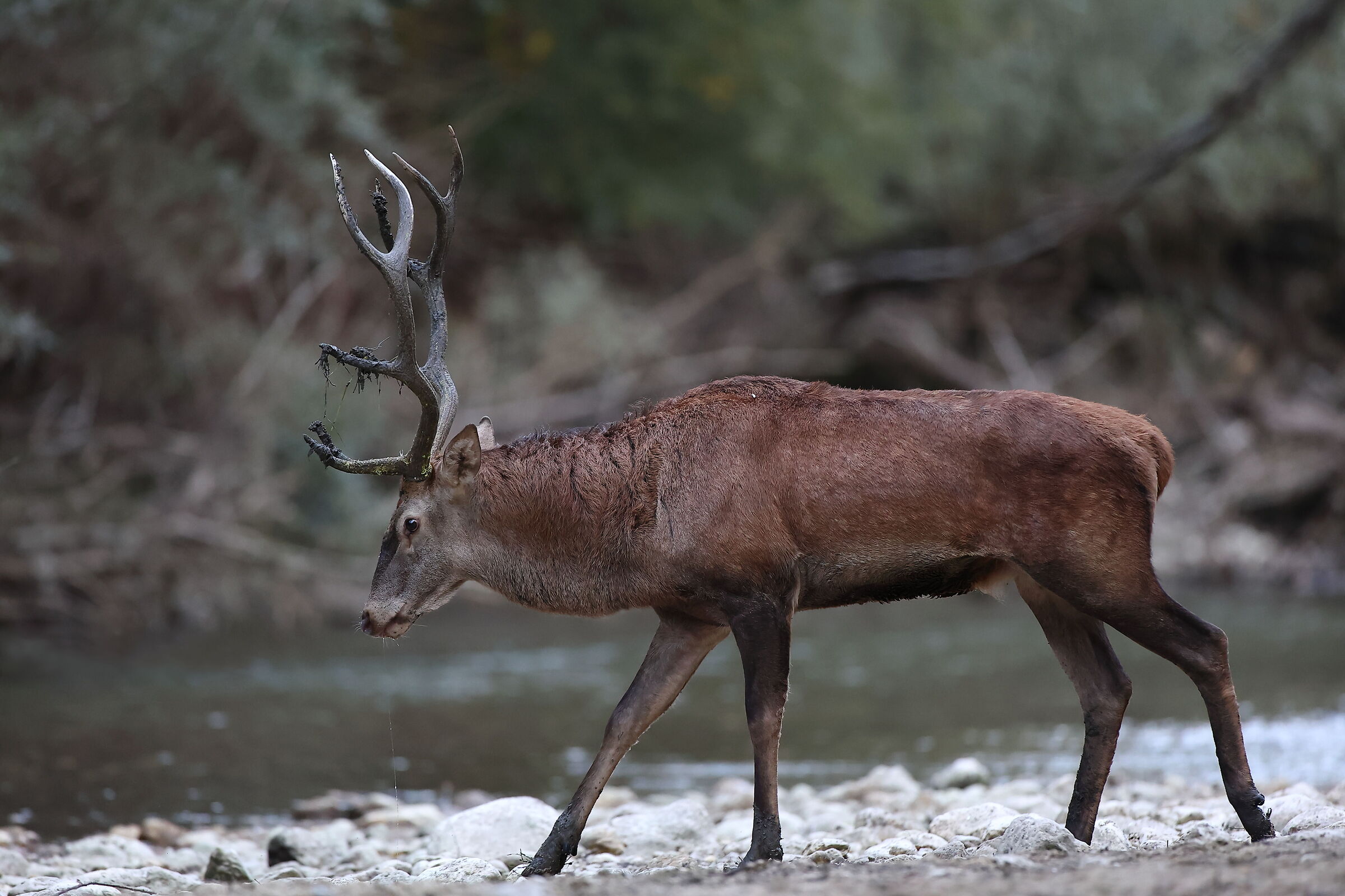 Deer at the ford