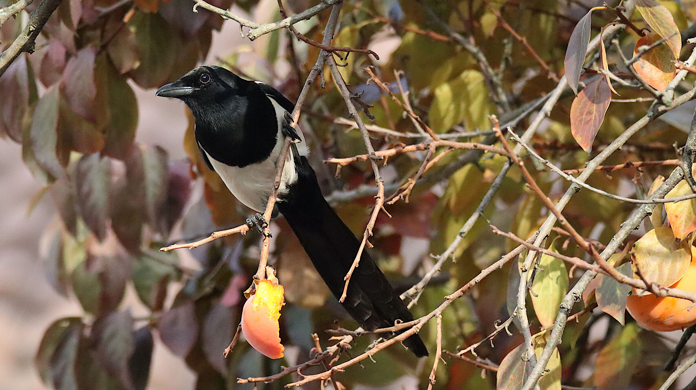 diurnal birds of prey