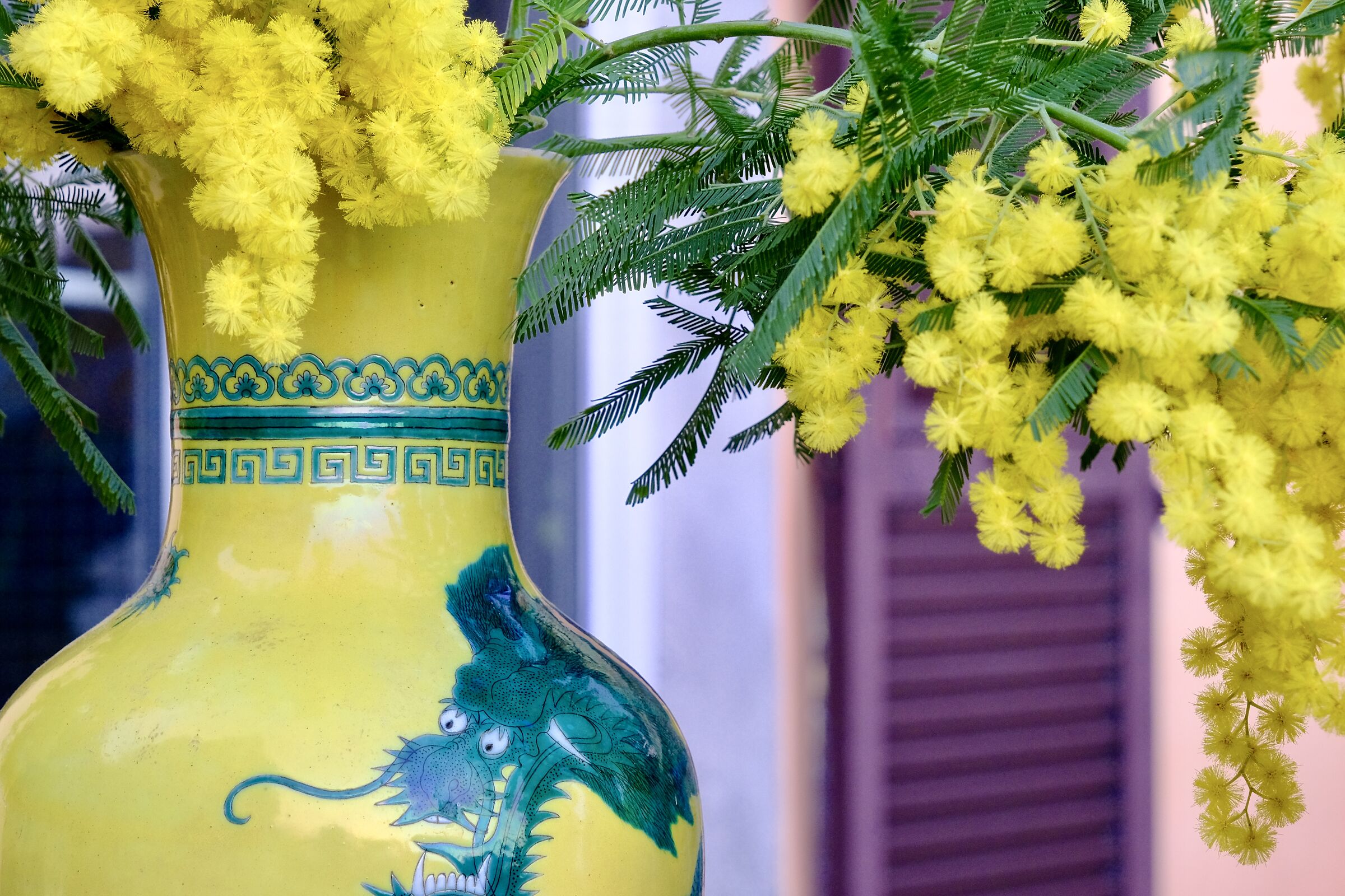 Mimosa di fine gennaio..