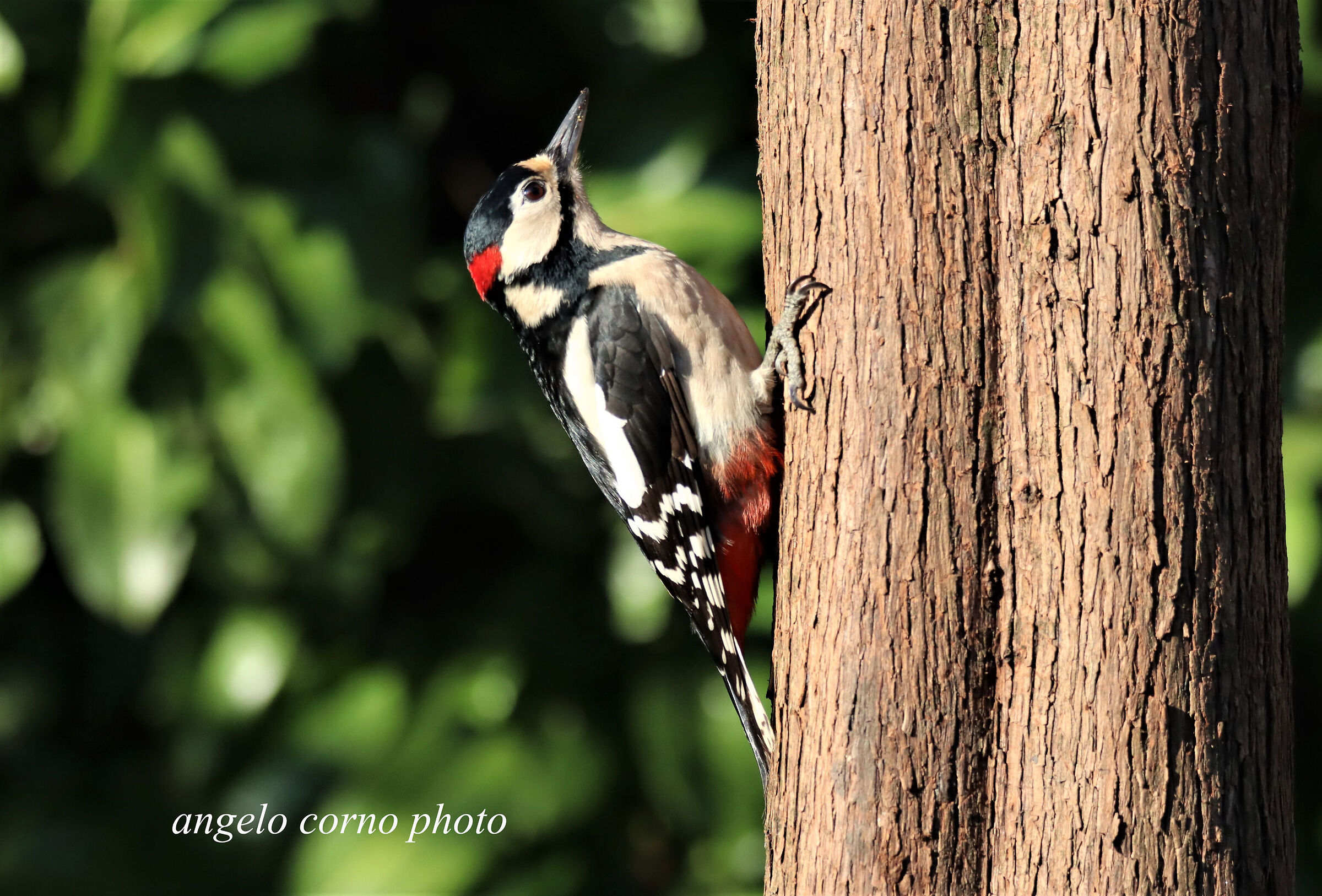 Greater red woodpecker M