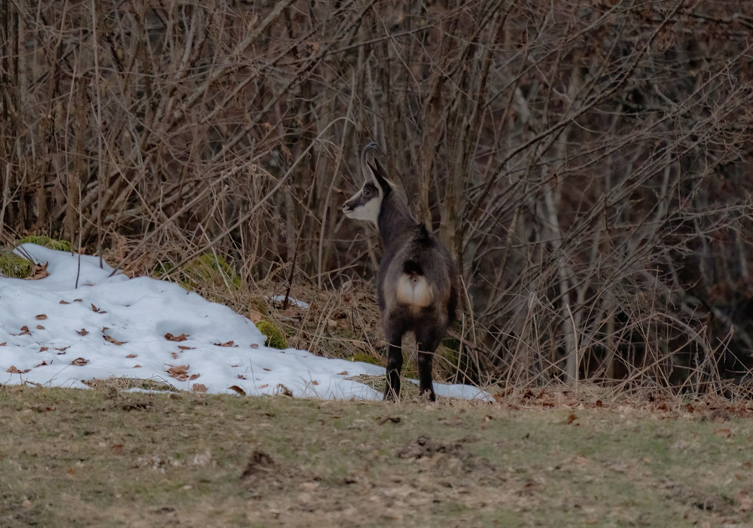 Casually in the Woods