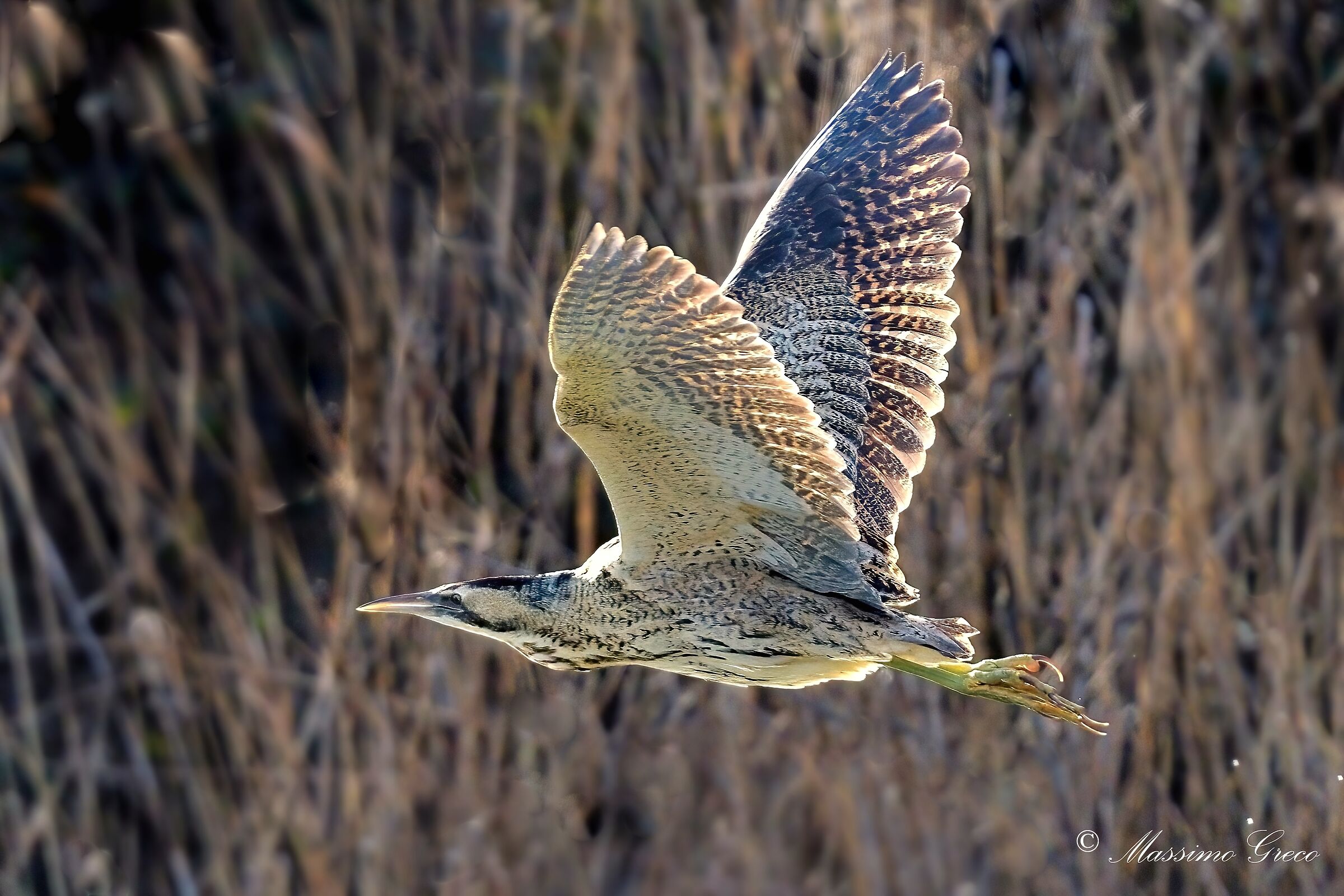 Bittern (Botaurus stellaris)