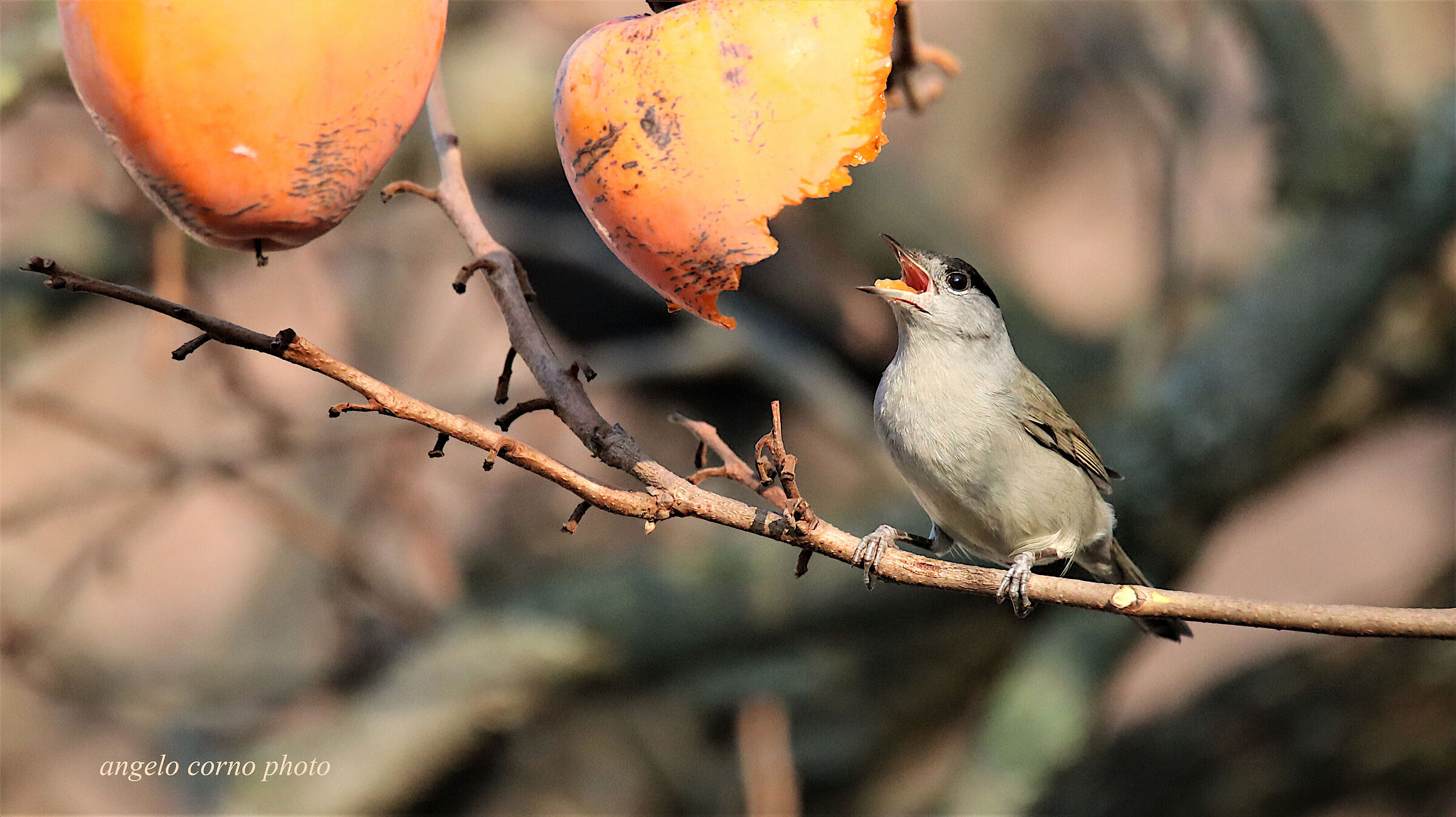 blackcap m