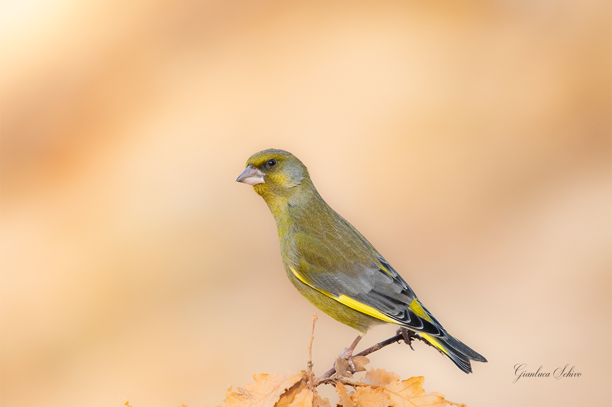 greenfinch