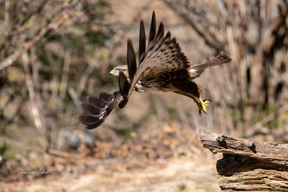 To the eye... buzzard