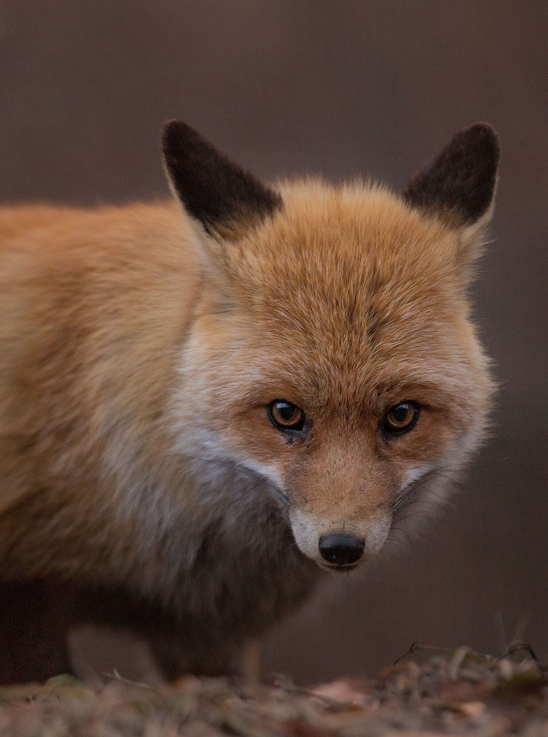 Fox