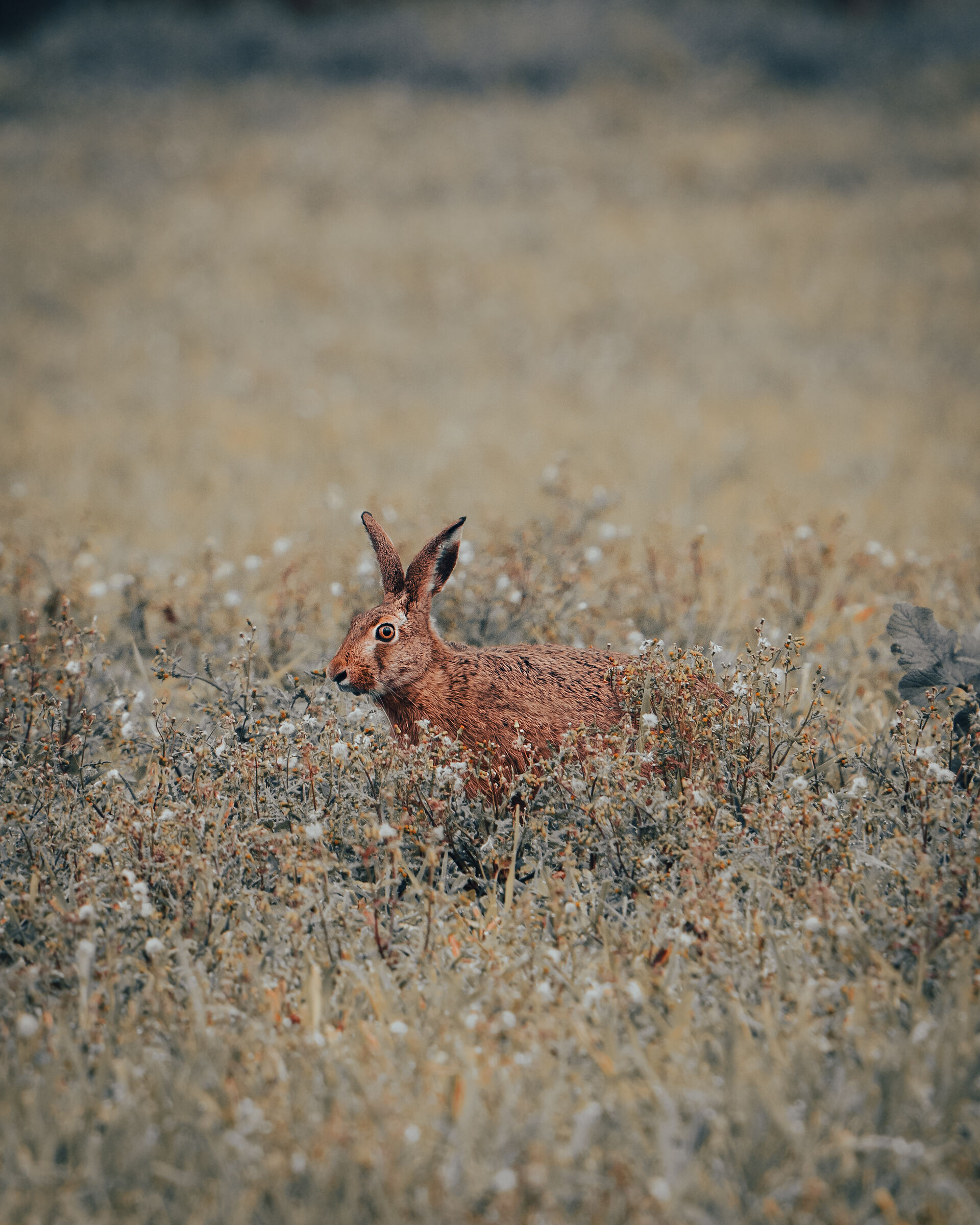 stealthy hare