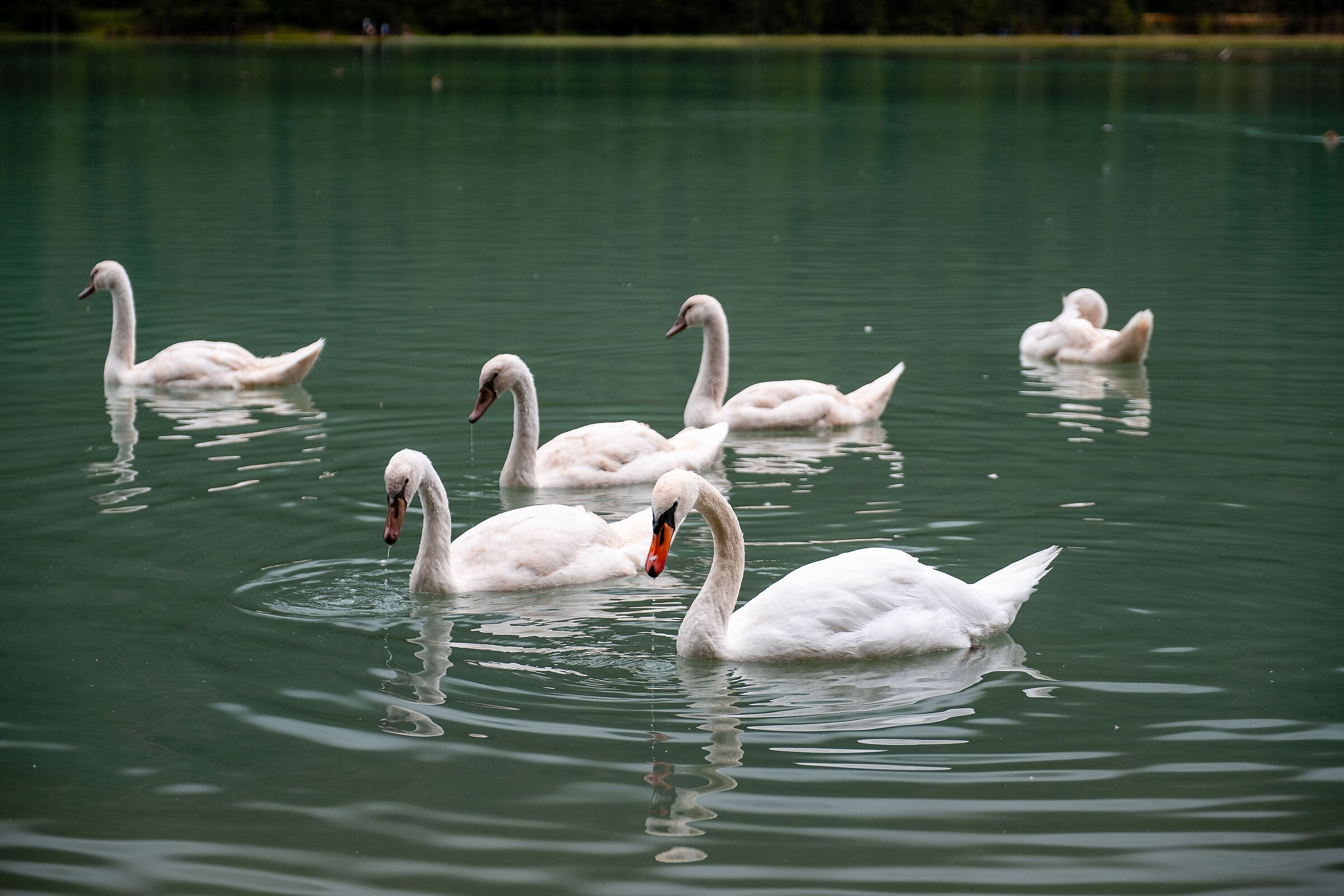 Swans