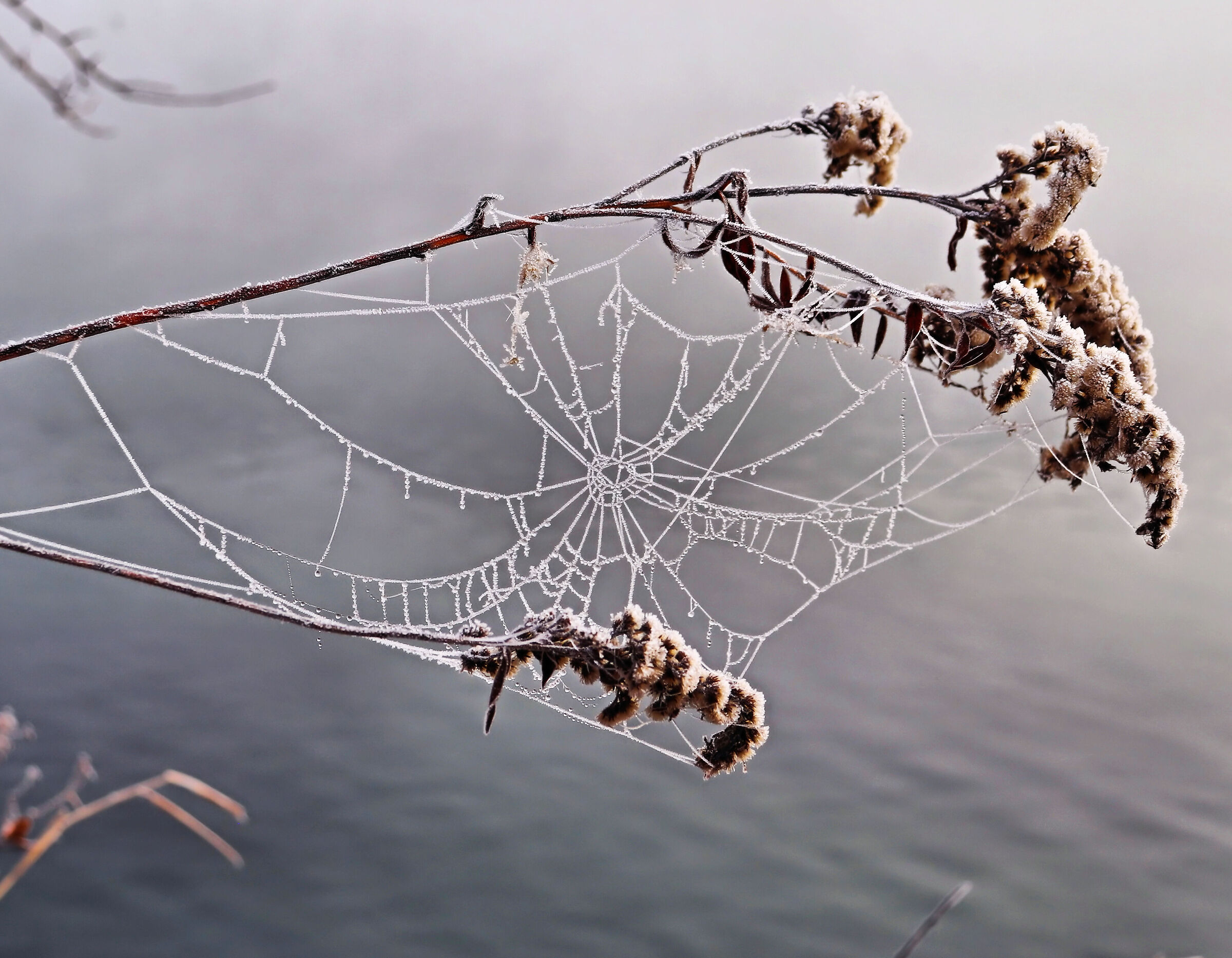 Dove sarà il ragno?