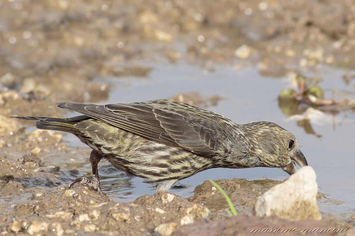 crociere(loxia curvirostra)