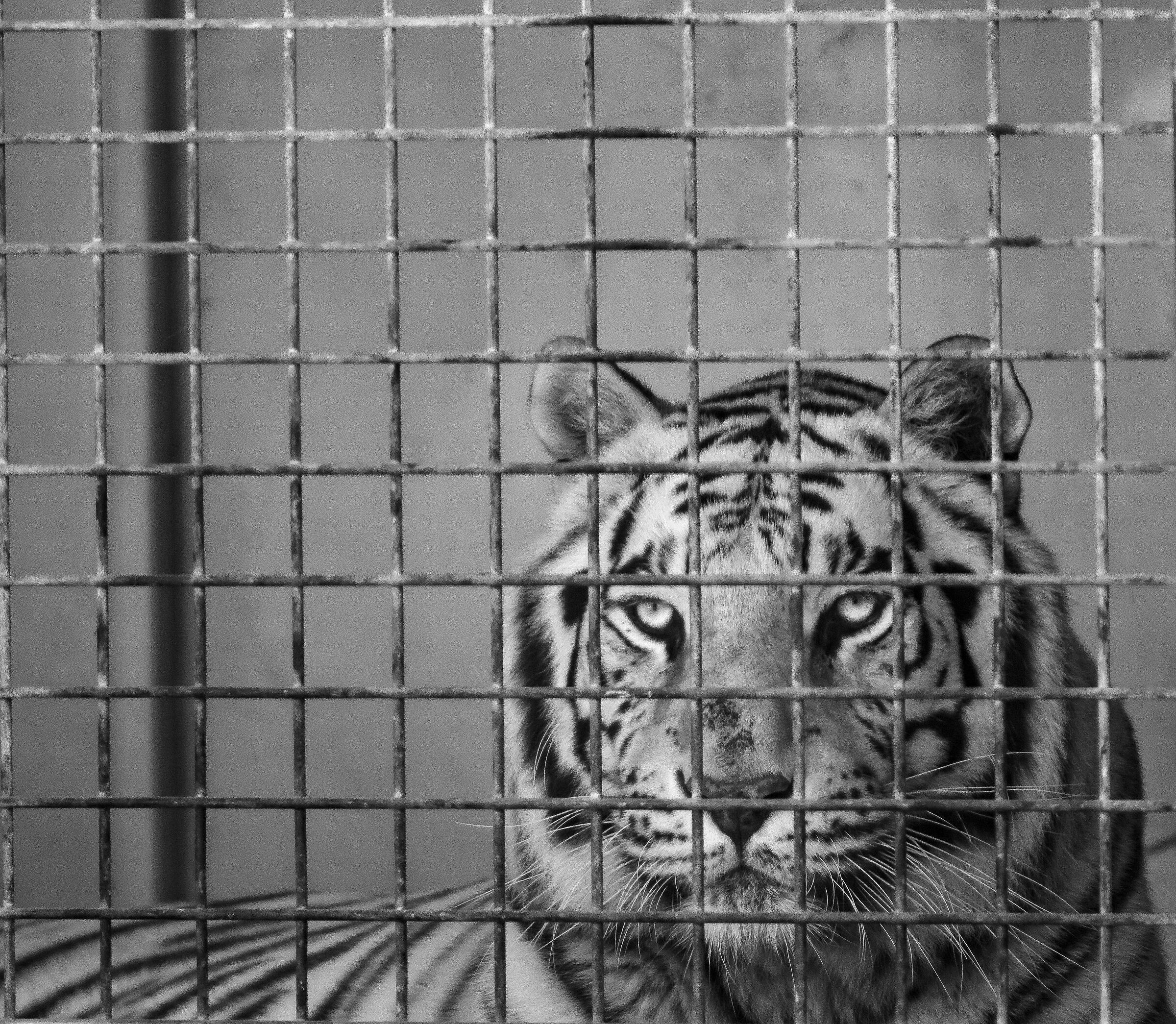 La bellezza dietro le sbarre diviene tristezza