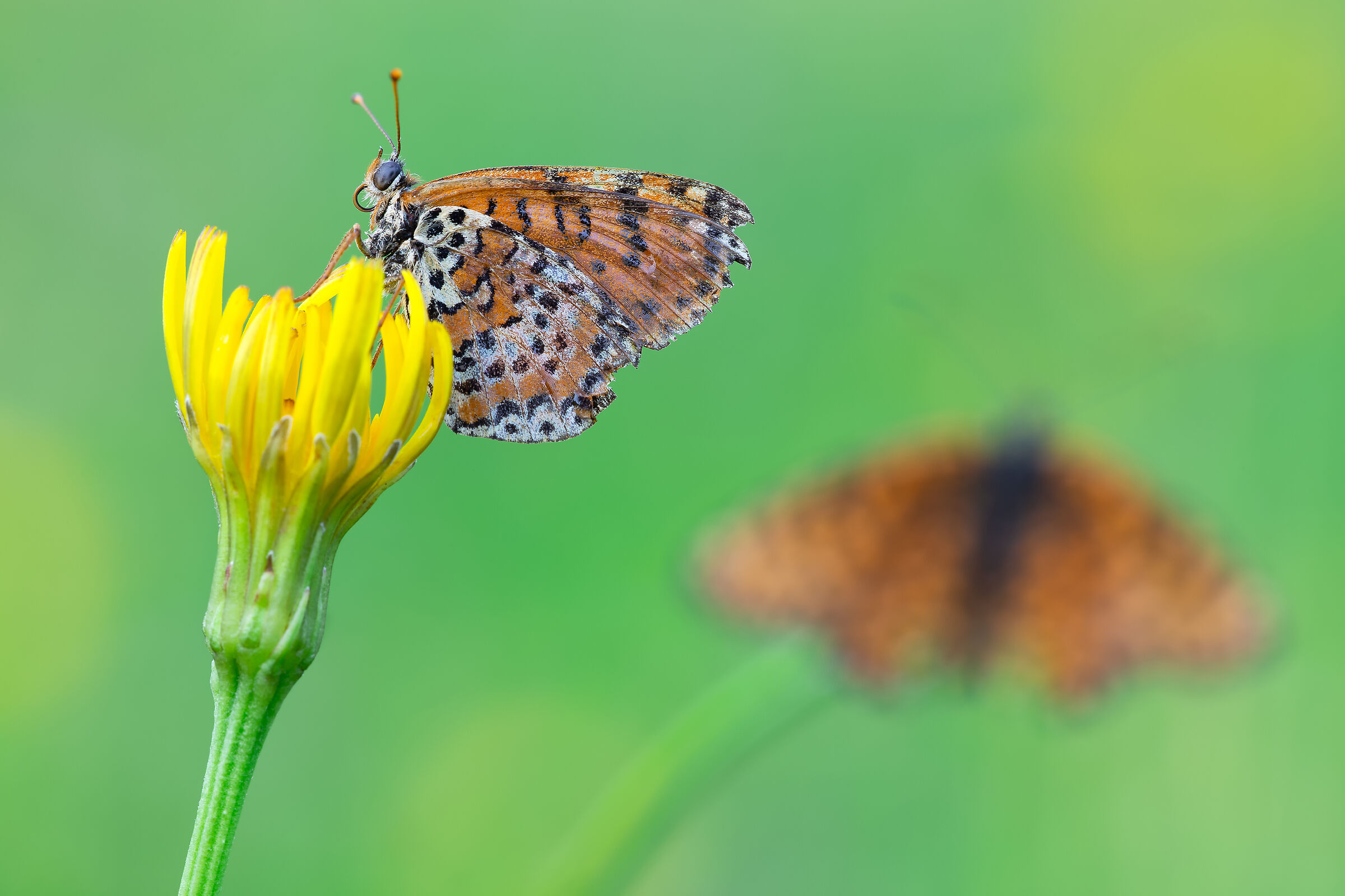 Melitaea Didyma