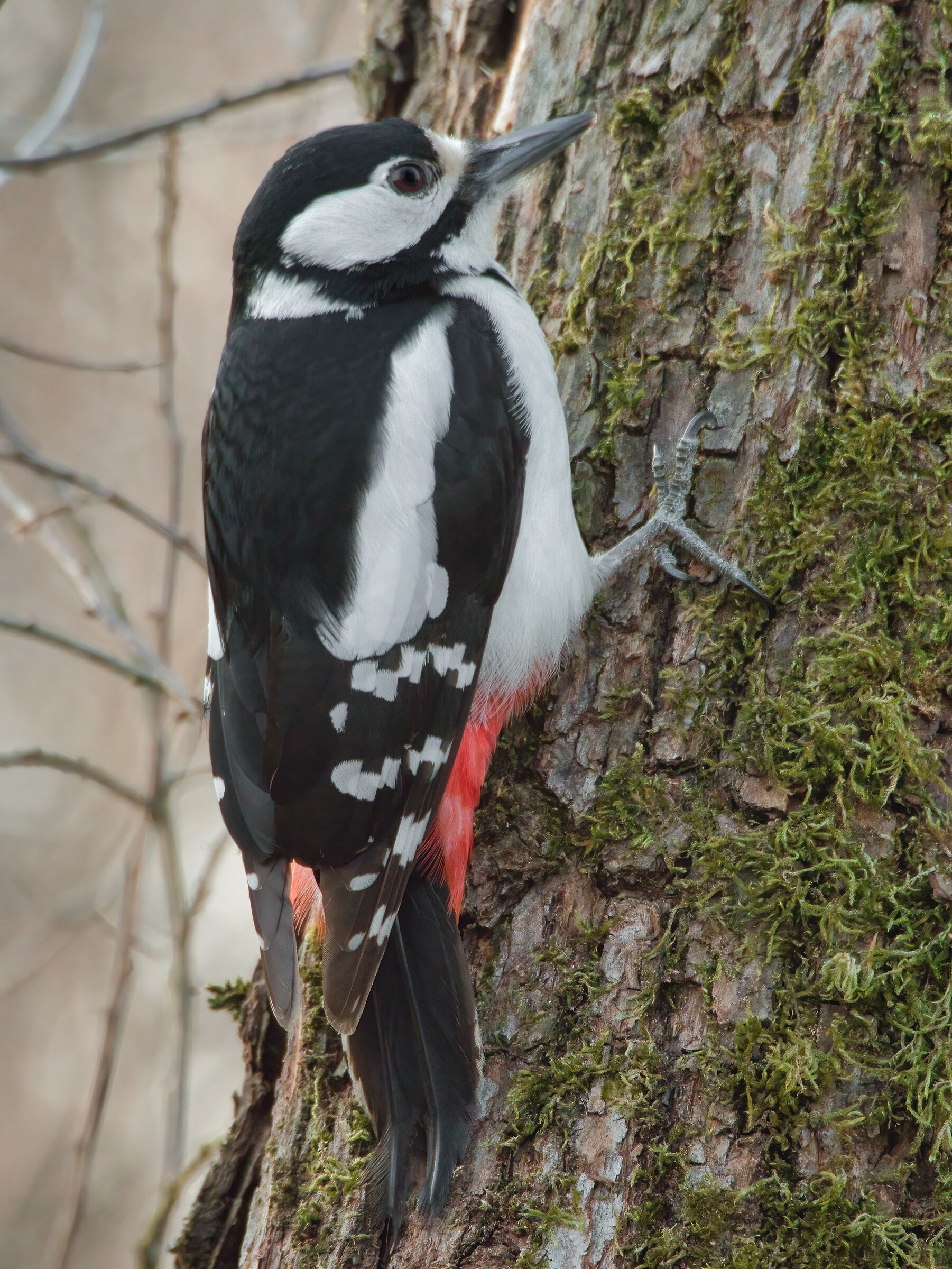 Red woodpecker (f)