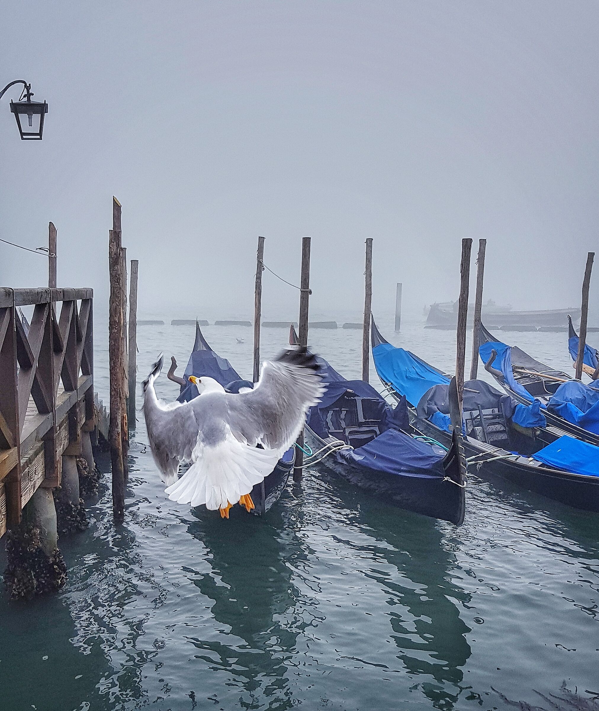 Venezia