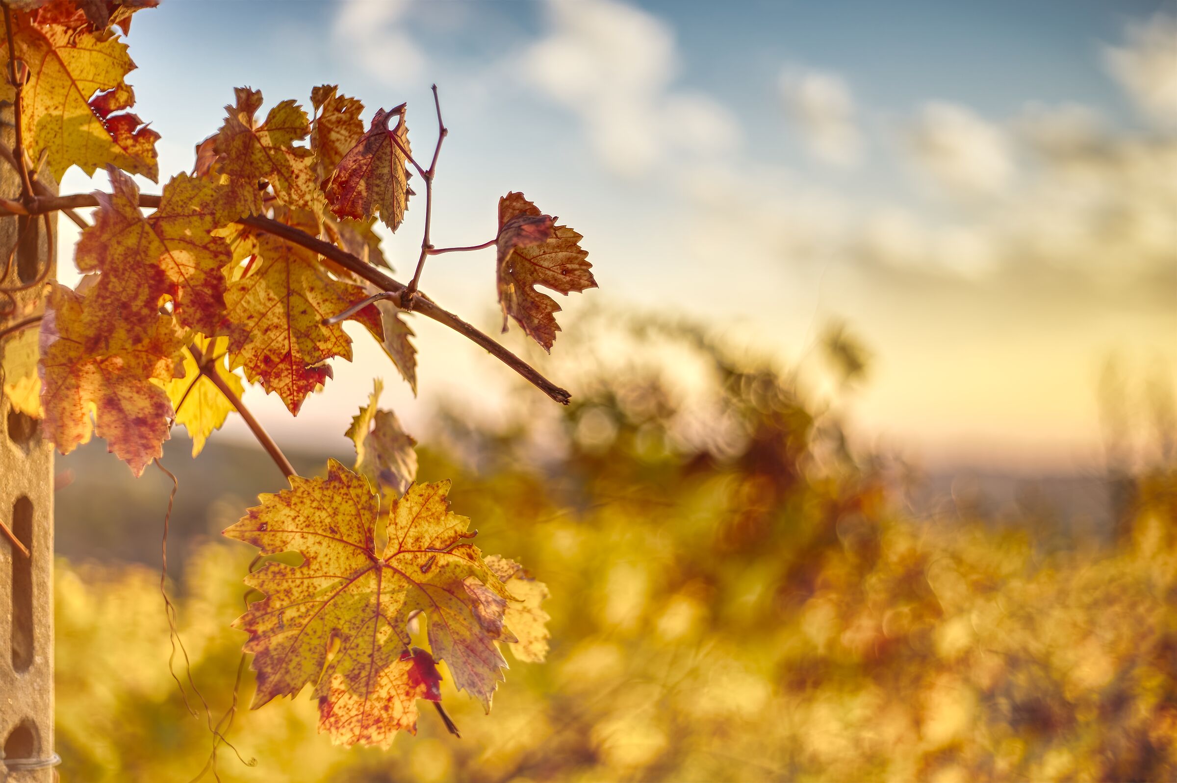 Sunset among the vineyards
