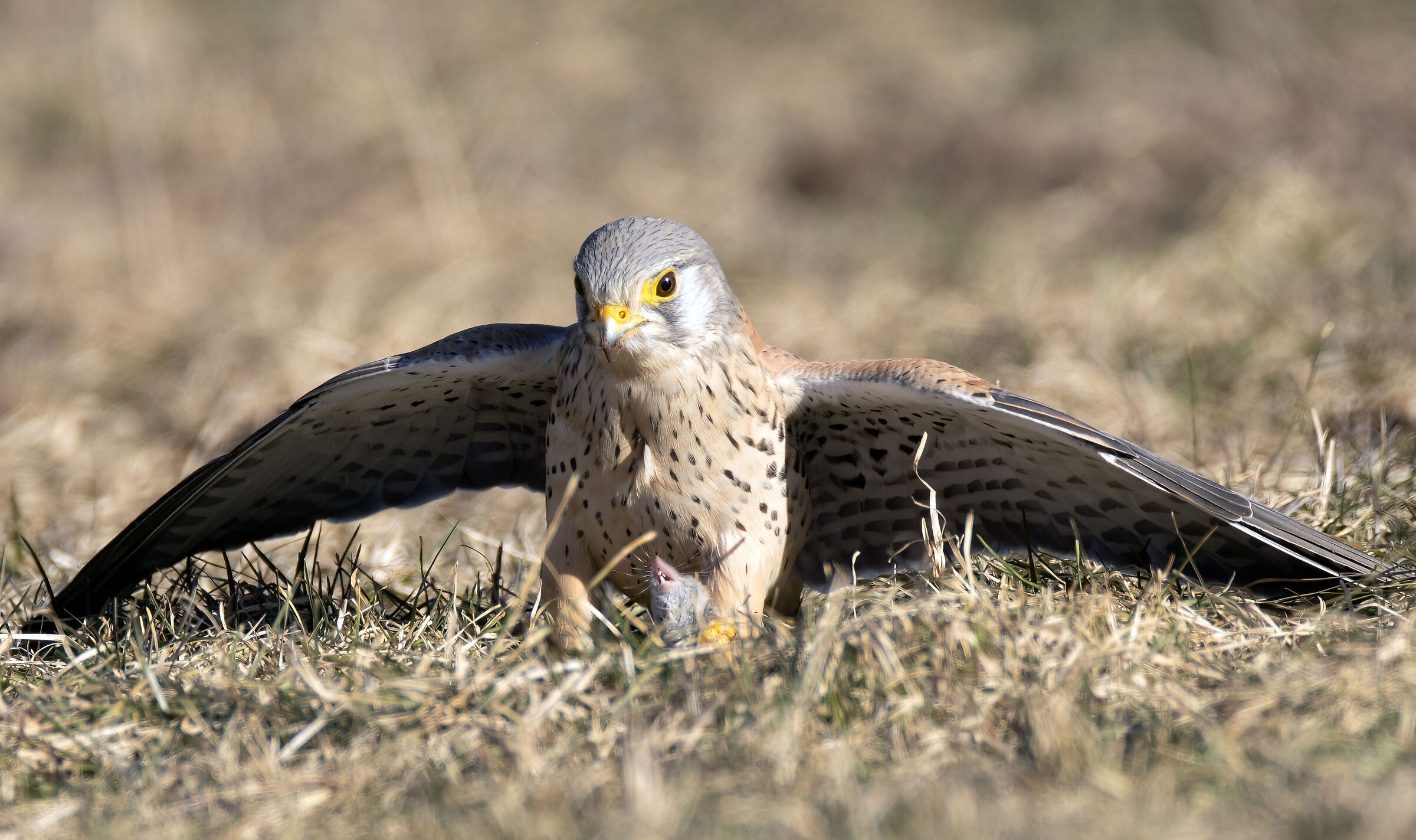 The deadly grip of the Kestrel