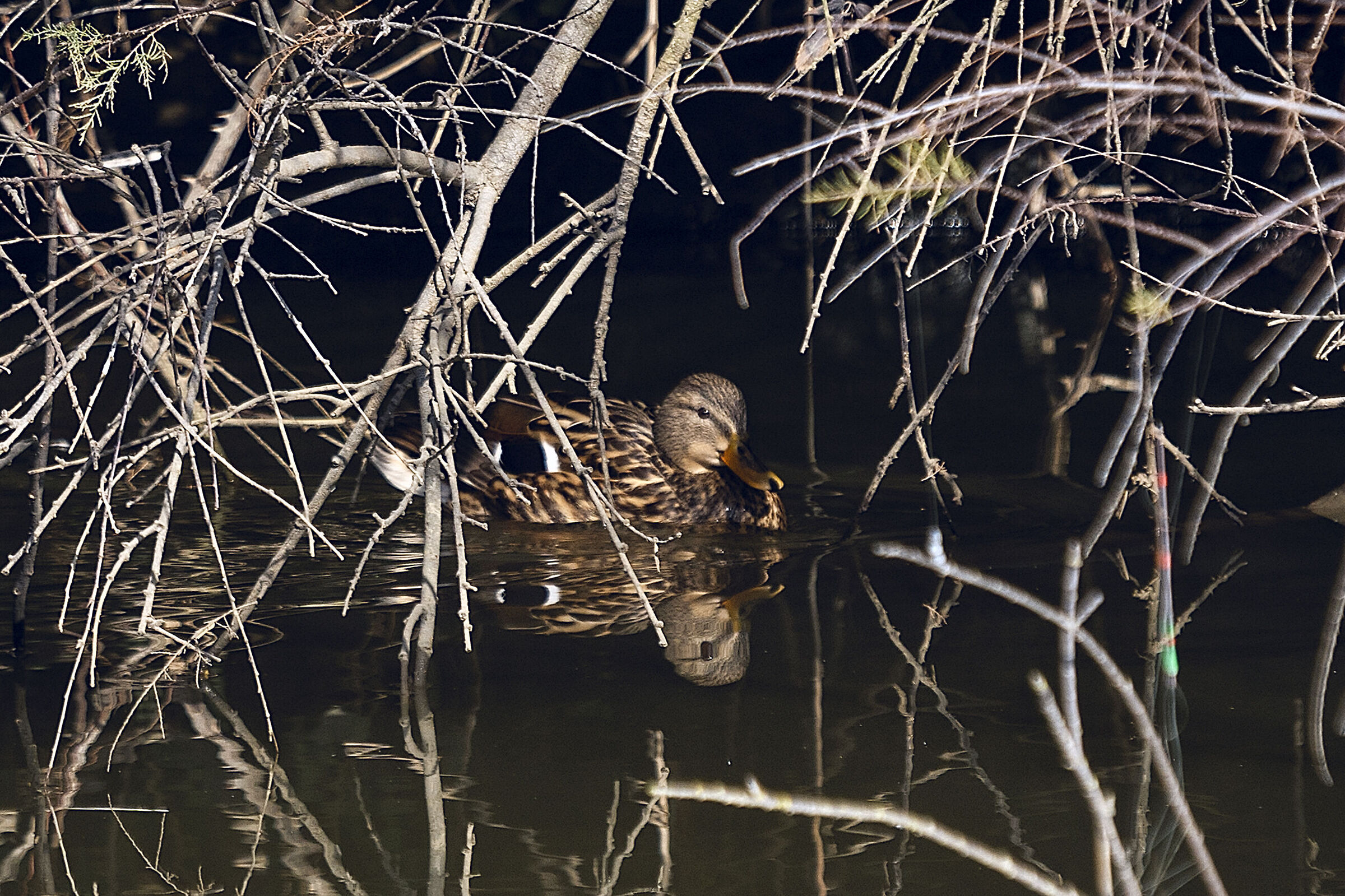 Ritratto allo specchio...