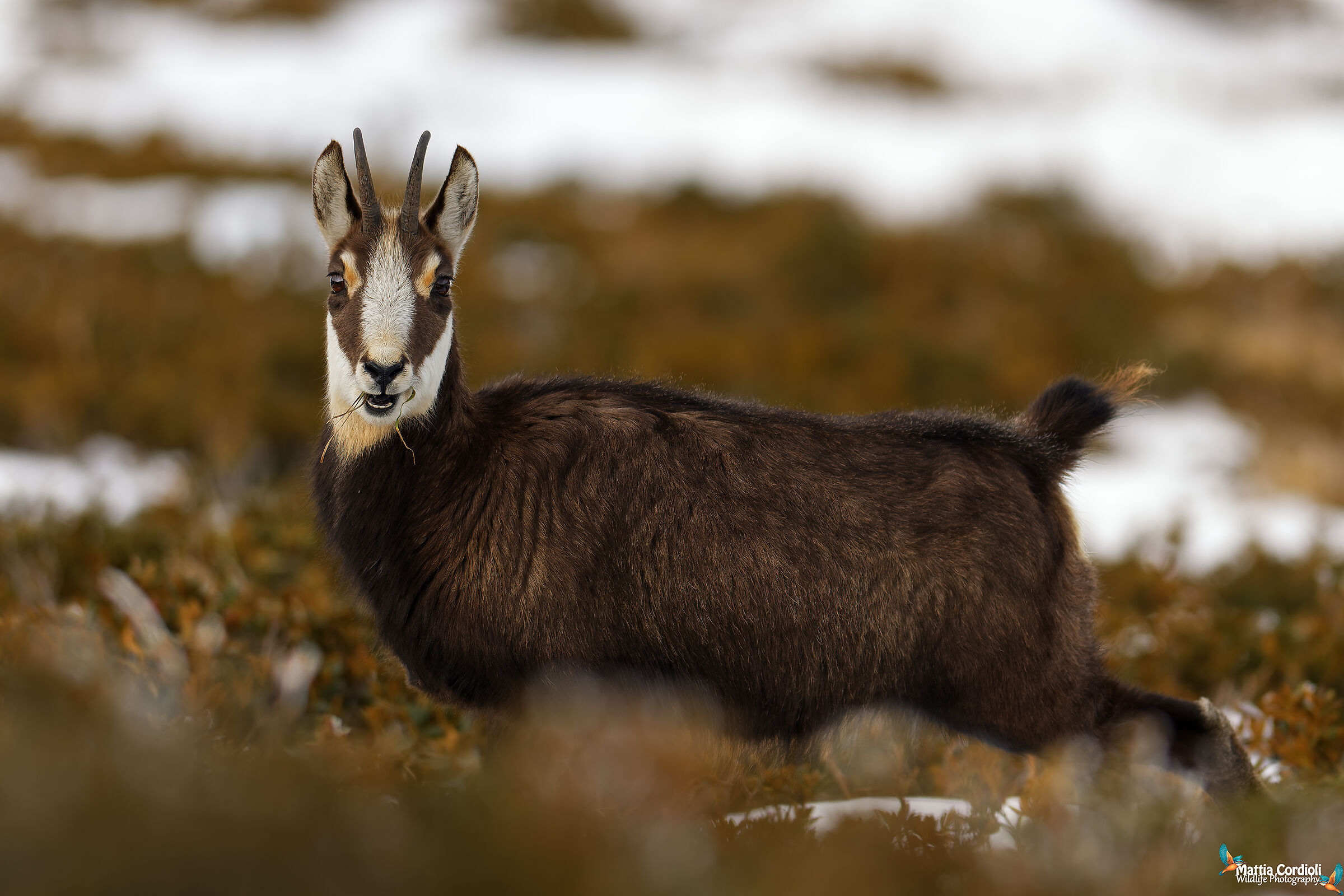 chamois
