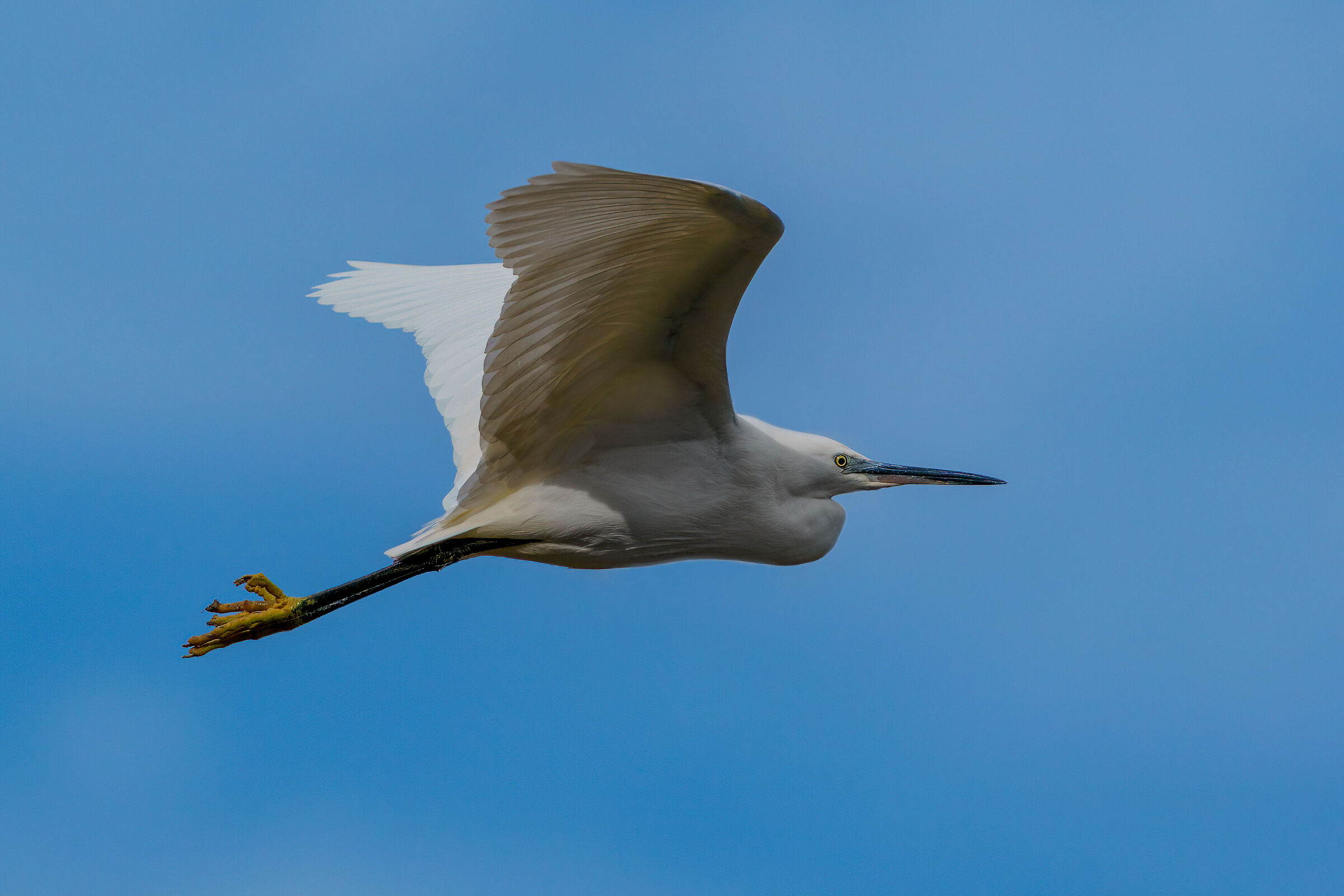 Garzetta in volo 3