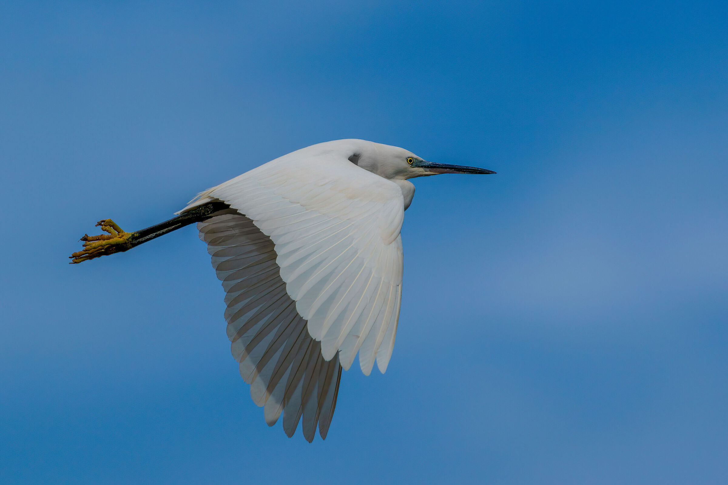 Garzetta in volo 4