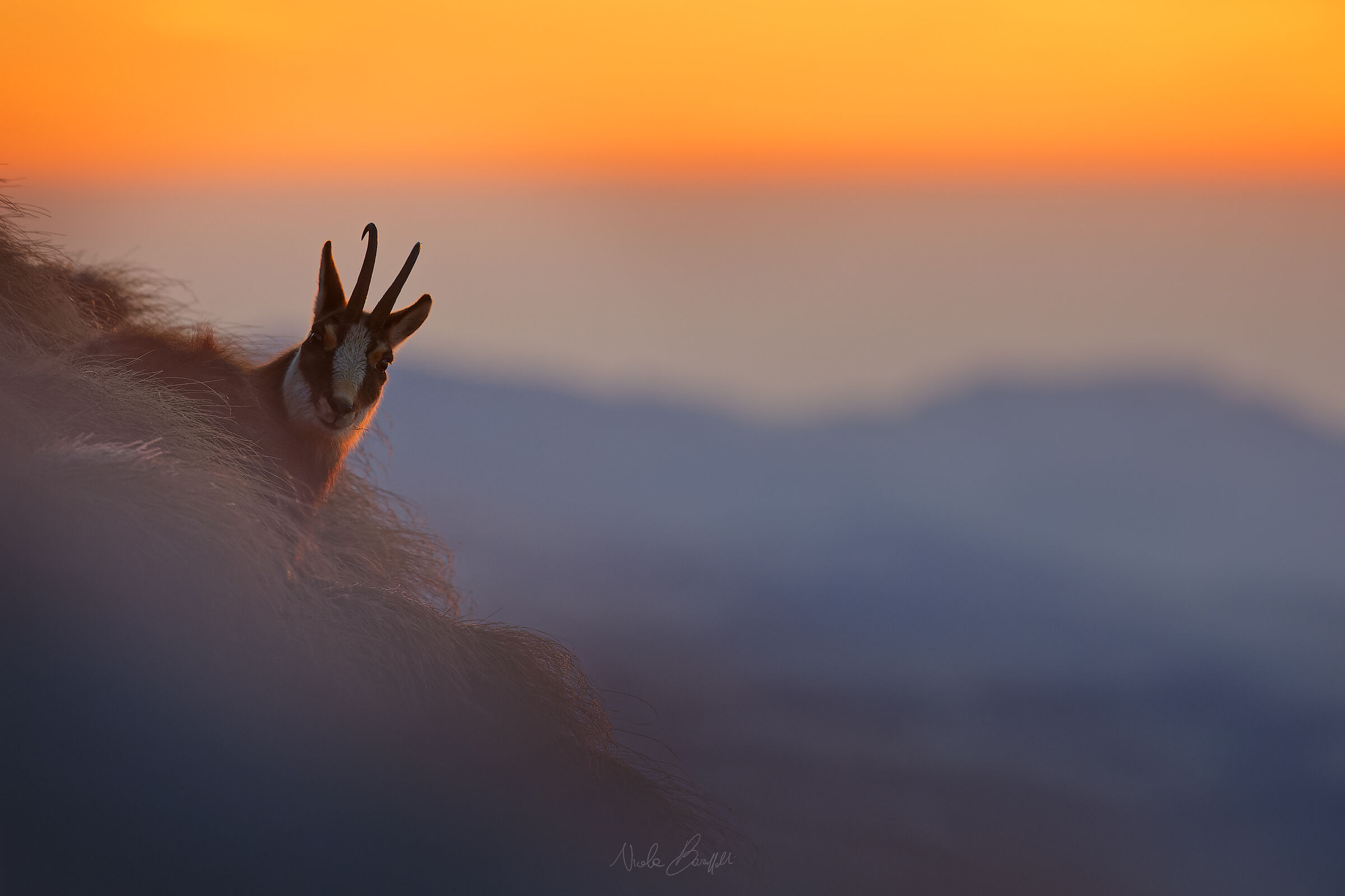 Luce soffusa - Camoscio al sorgere del sole